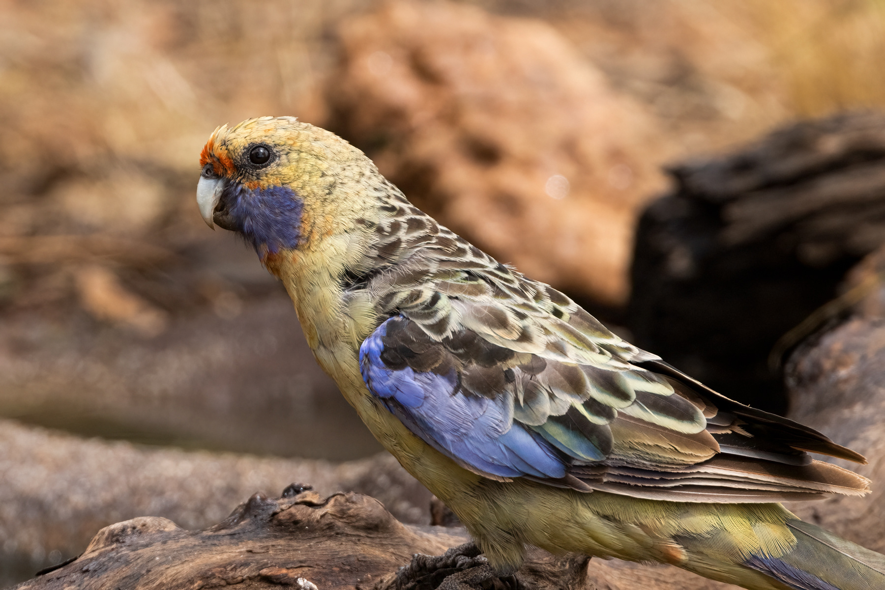 Yellow Rosella