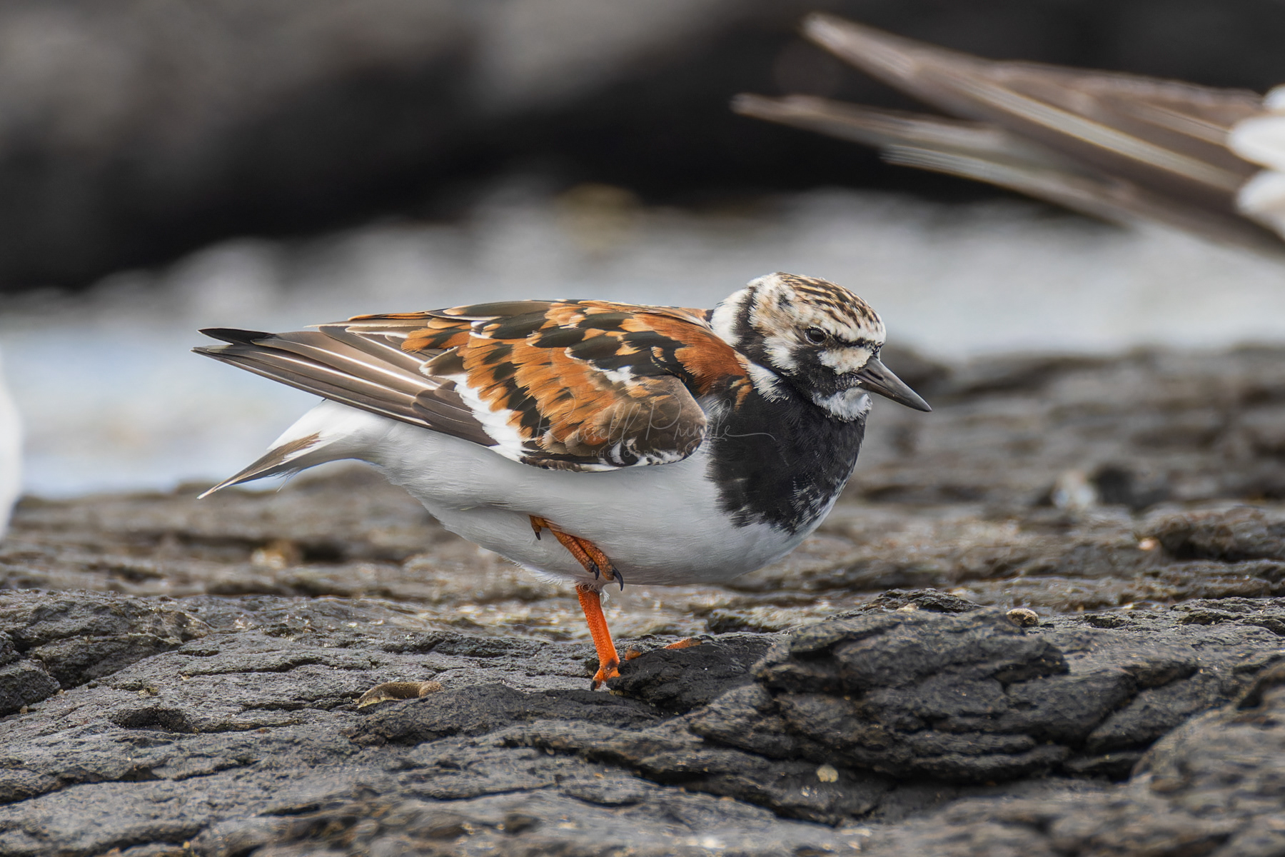 Rudy Turnstone