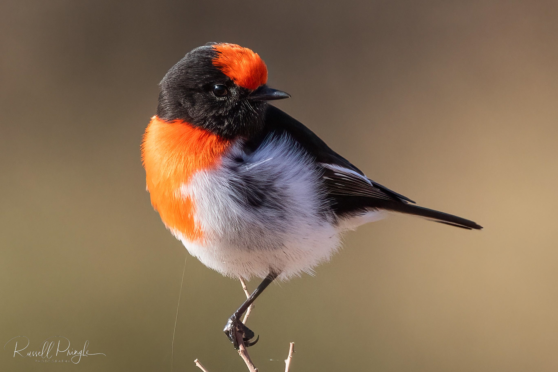 Red-capped Robin (Male)