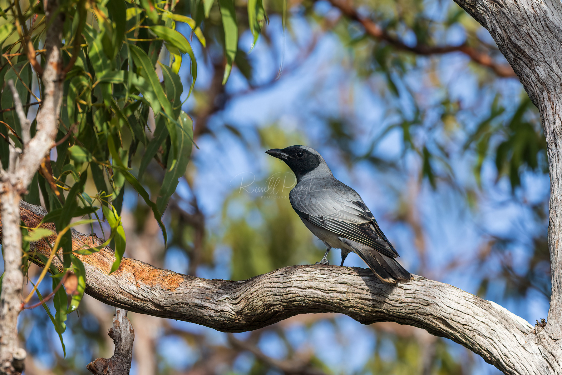 Black-faced Cuckoo-Shrike