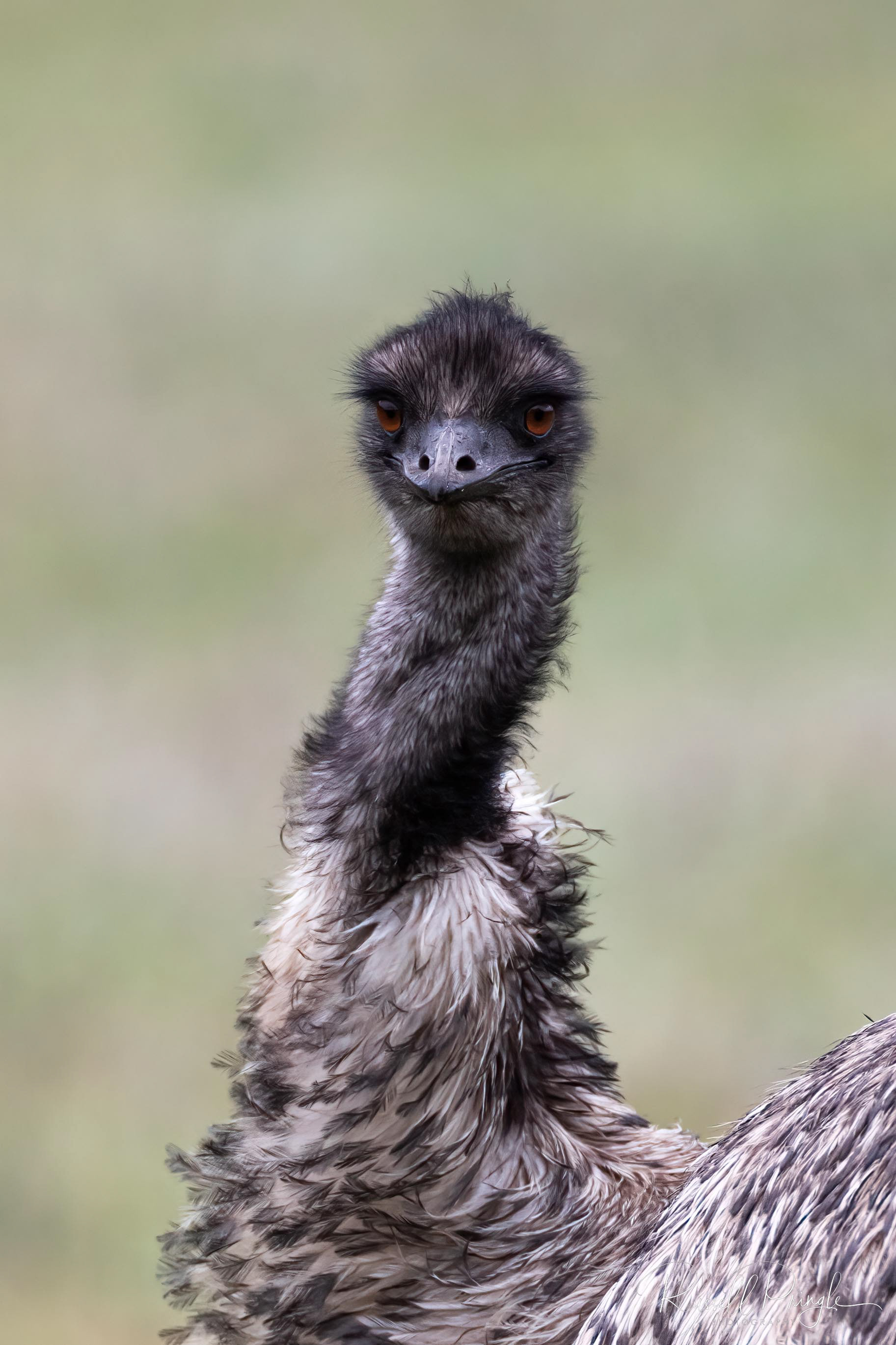 Emu