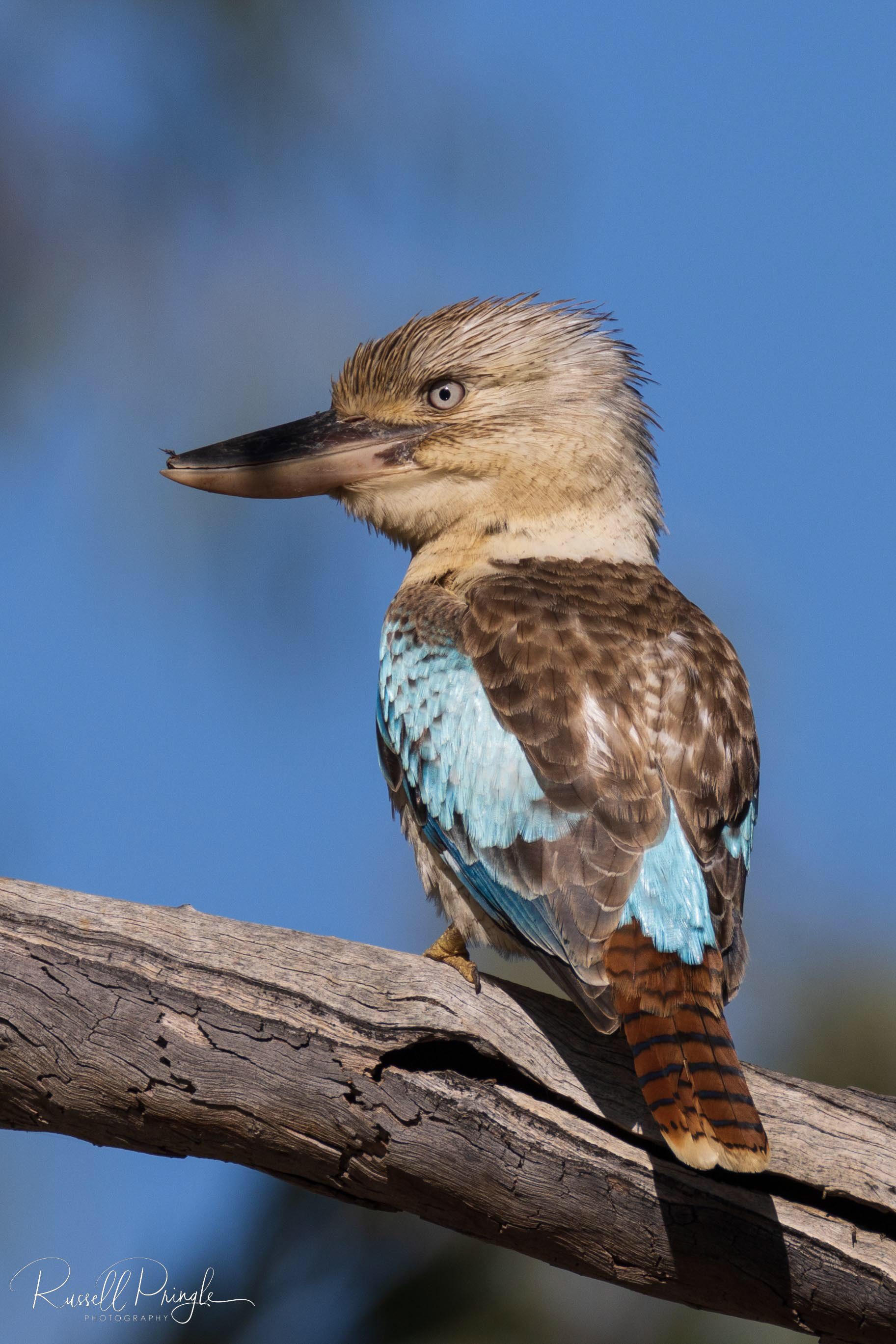 Blue-winged Kookaburra (Female)