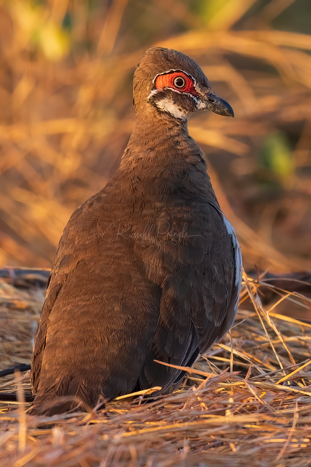 Squatter Pigeon 'ssp peninsulae'