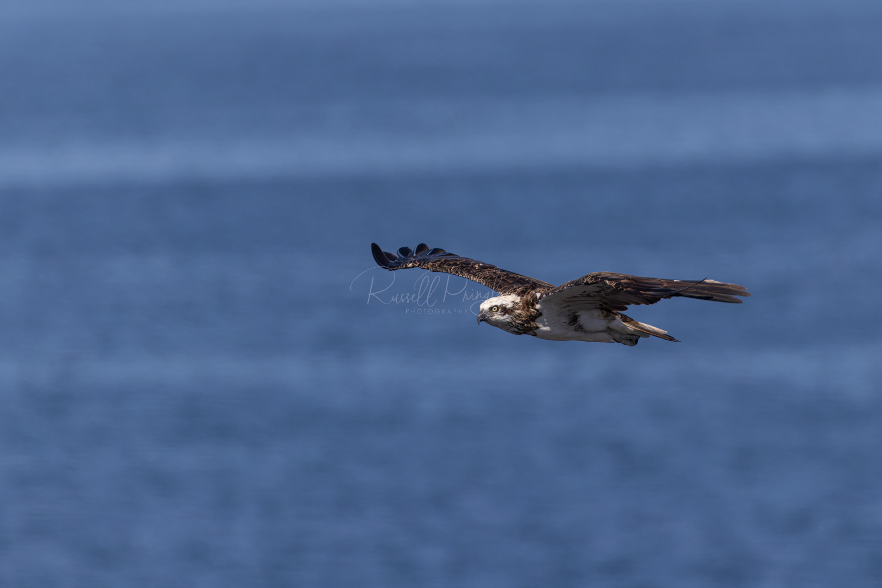 Eastern Osprey