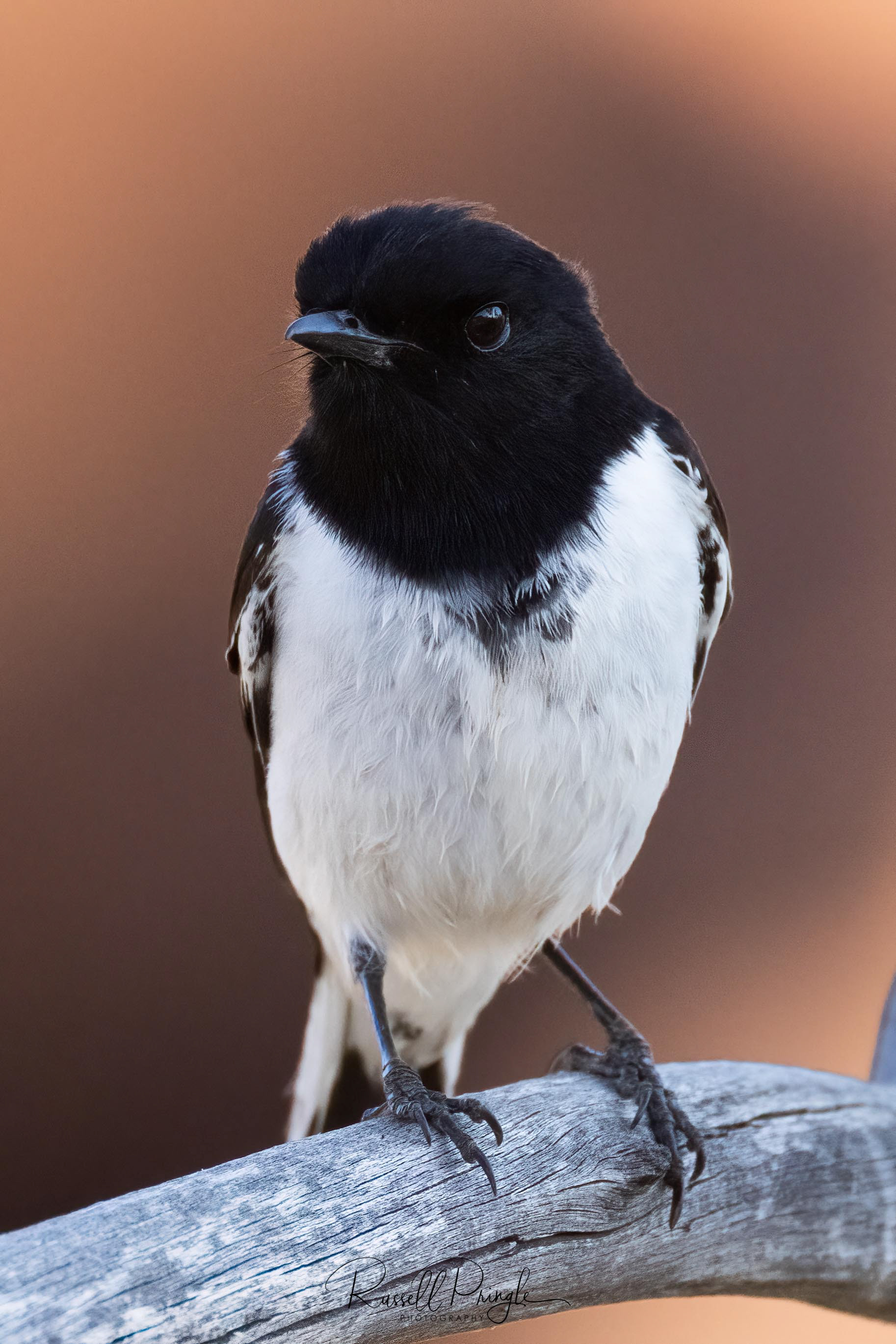 Hooded Robin (Male)