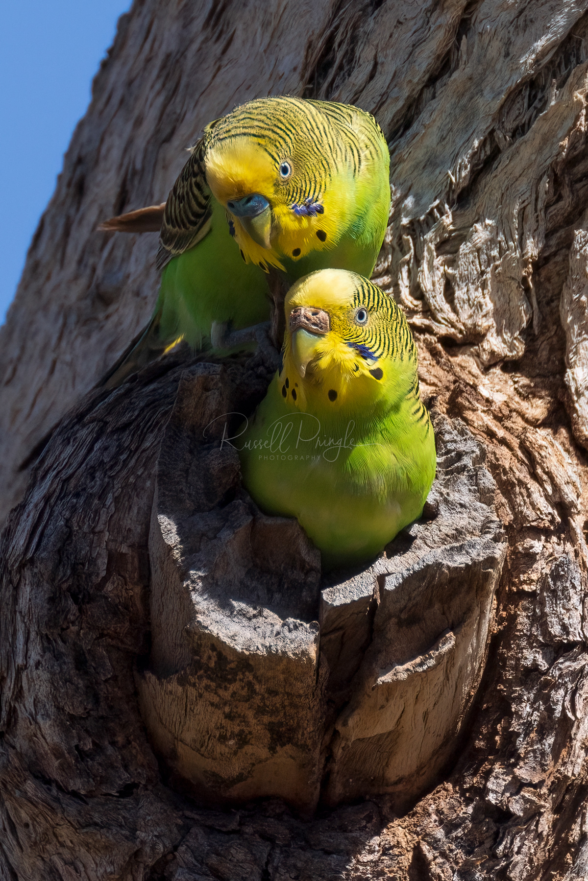 Budgerigars