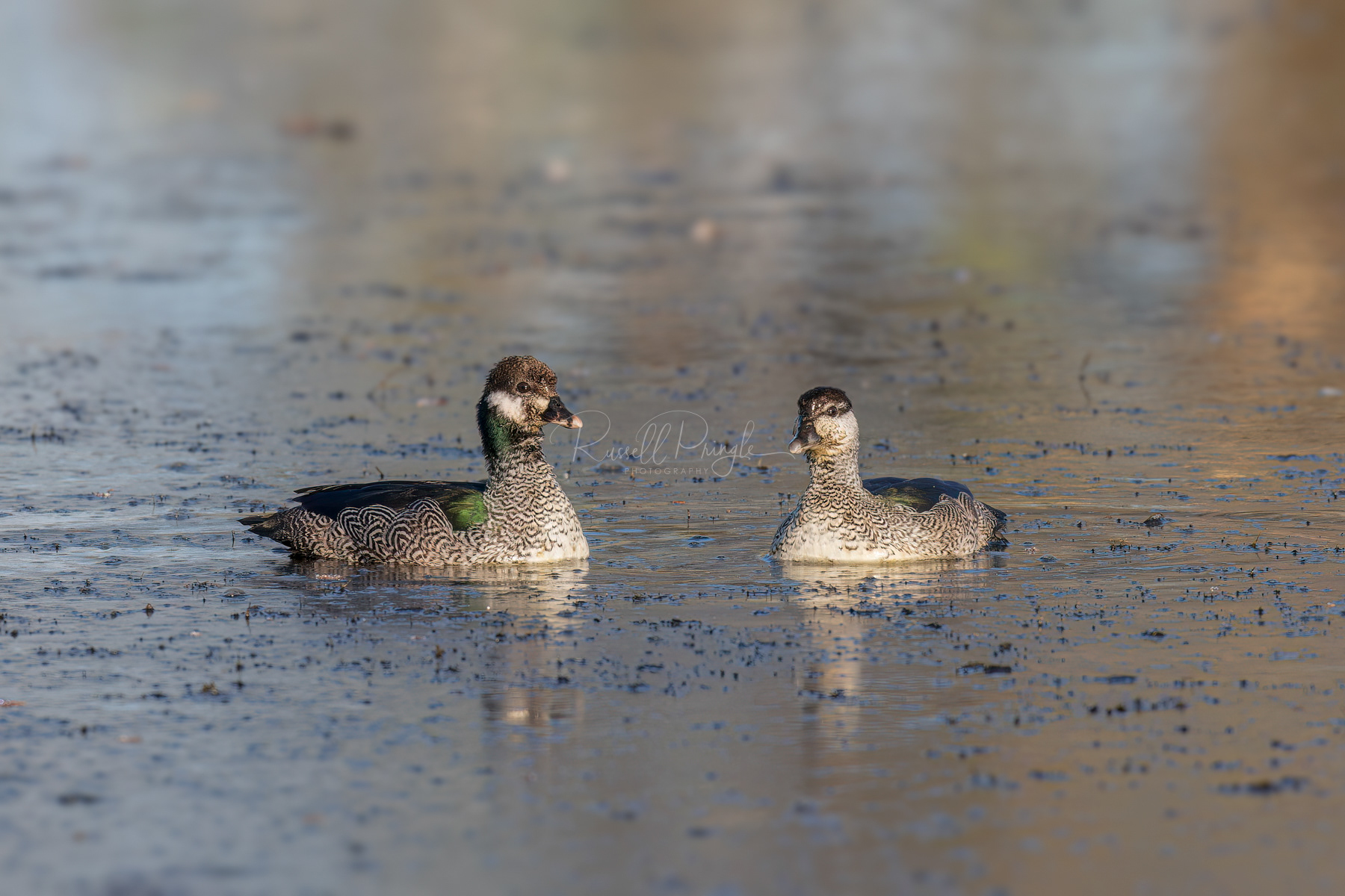 Green Pygmy-Goose