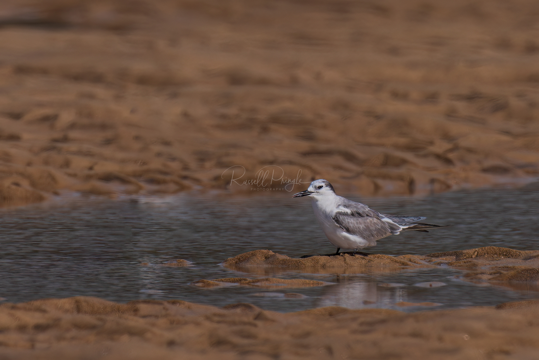 Aleutian Tern (non breeding)