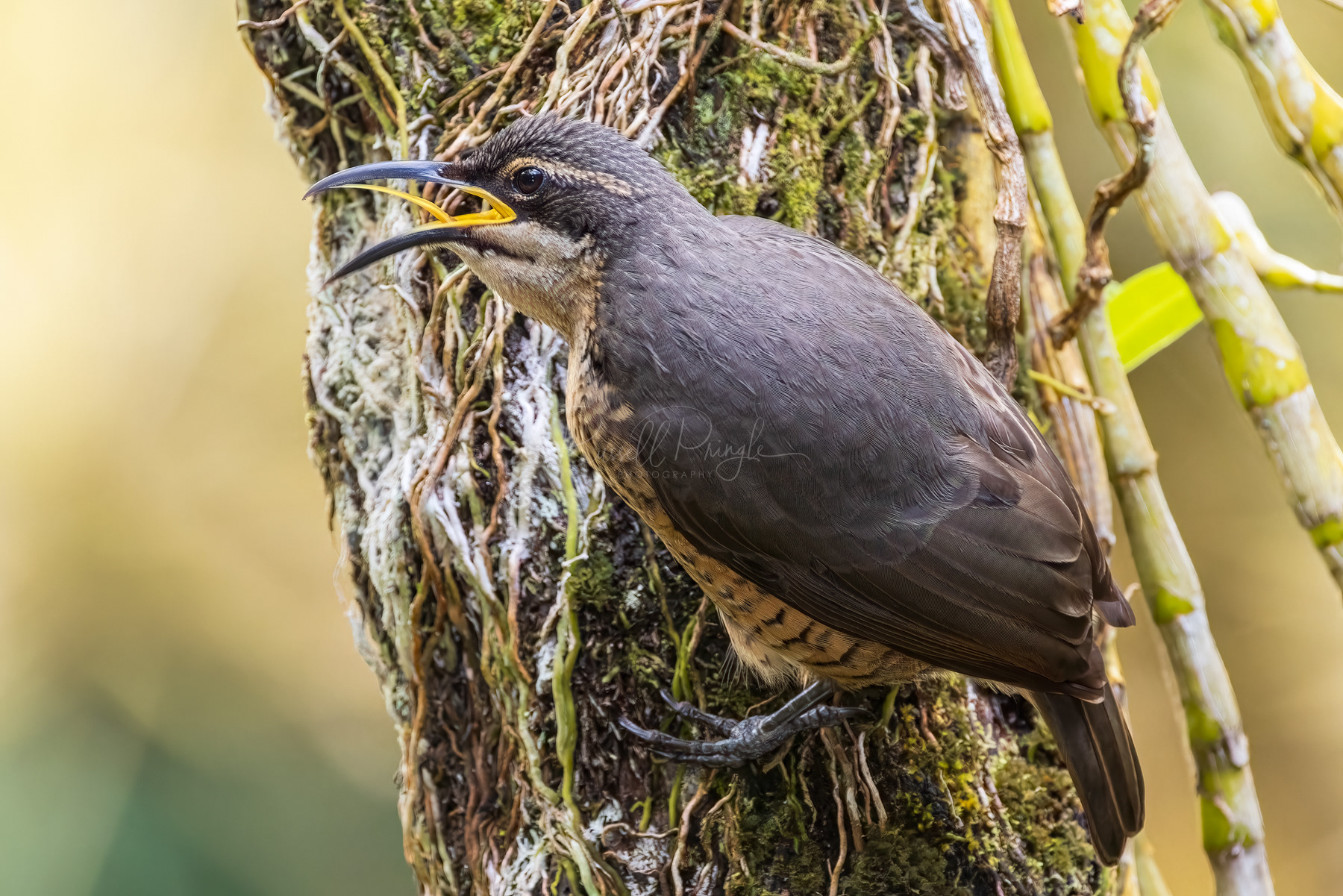 Victoria's Riflebird (female)