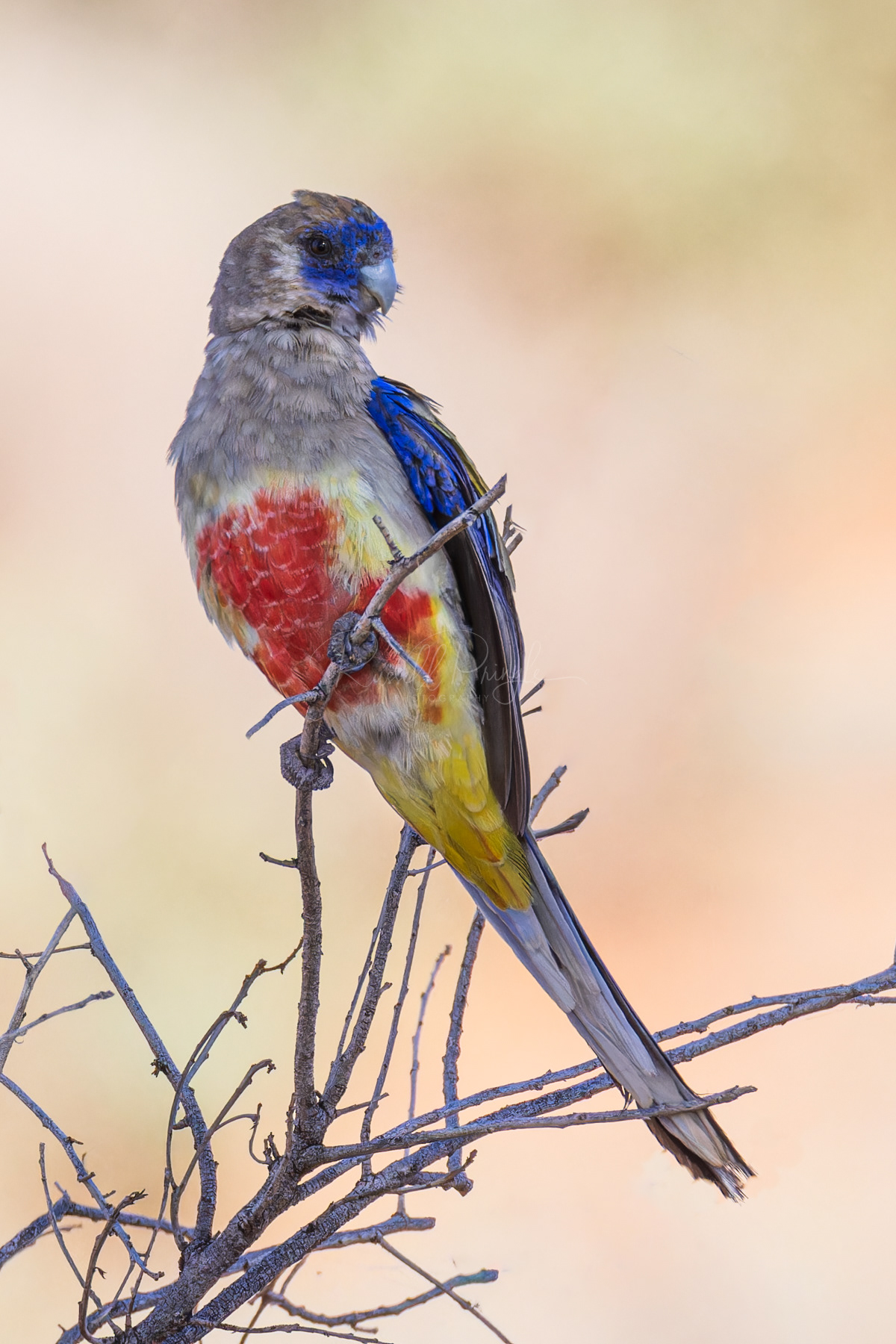 Yellow-vented Blue Bonnett