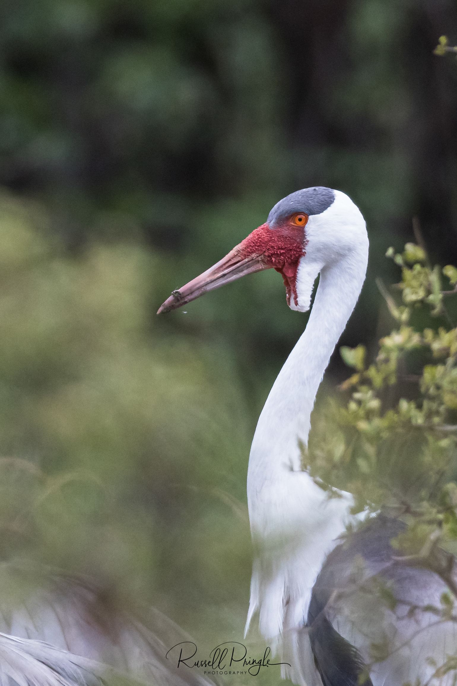 Wattled Crane