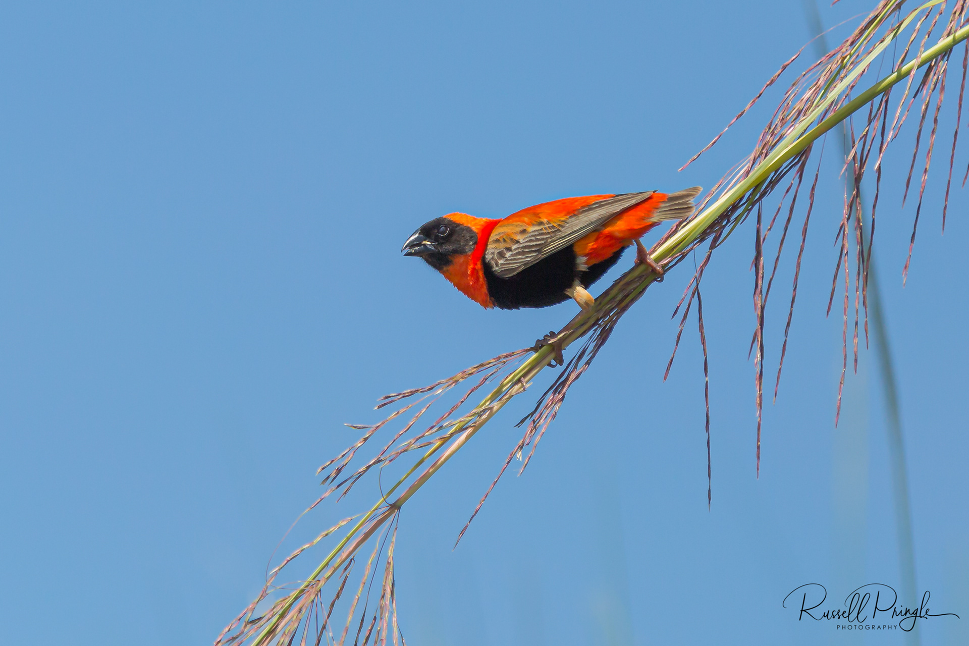 Red Bishop (Male)