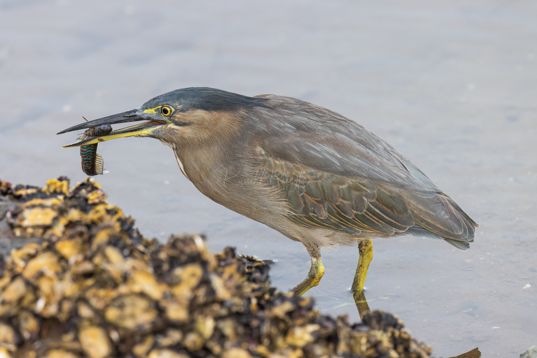 Striated Heron