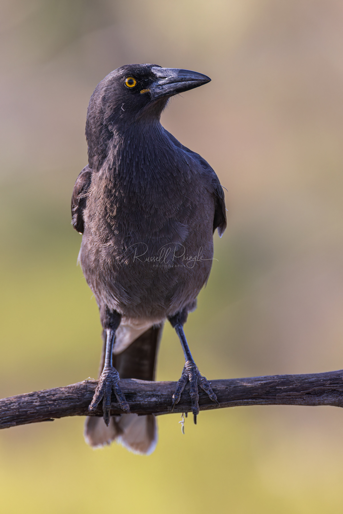 Grey Currawong