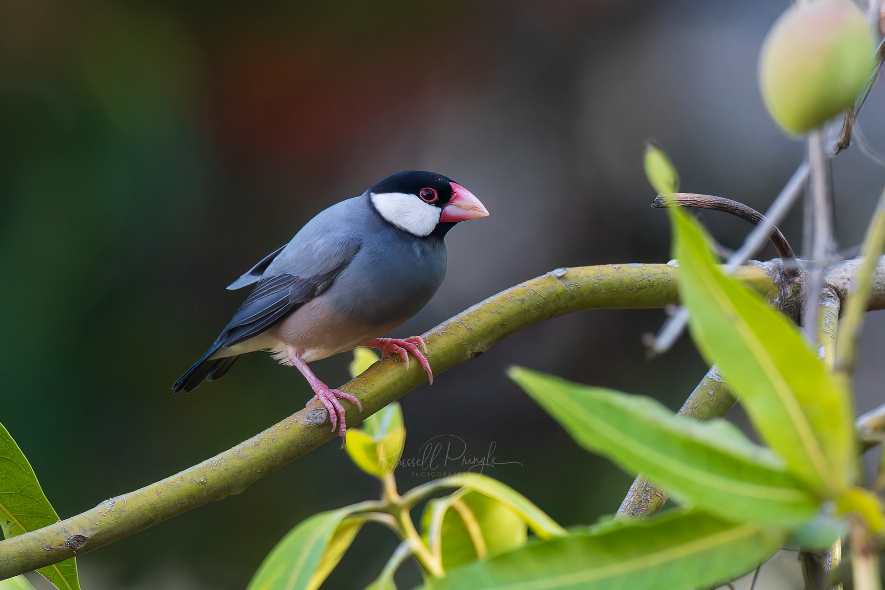 Java Sparrow