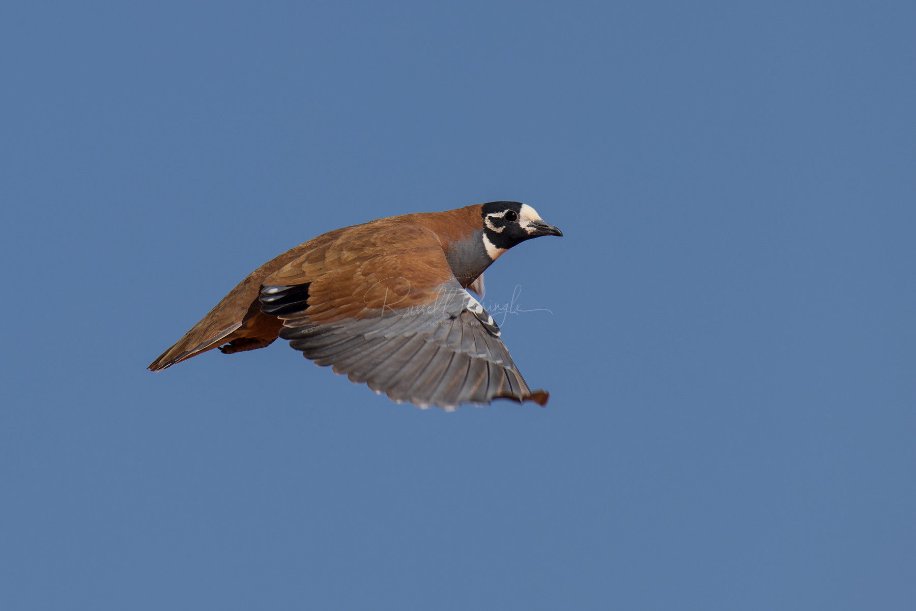 Flock Bronzewing
