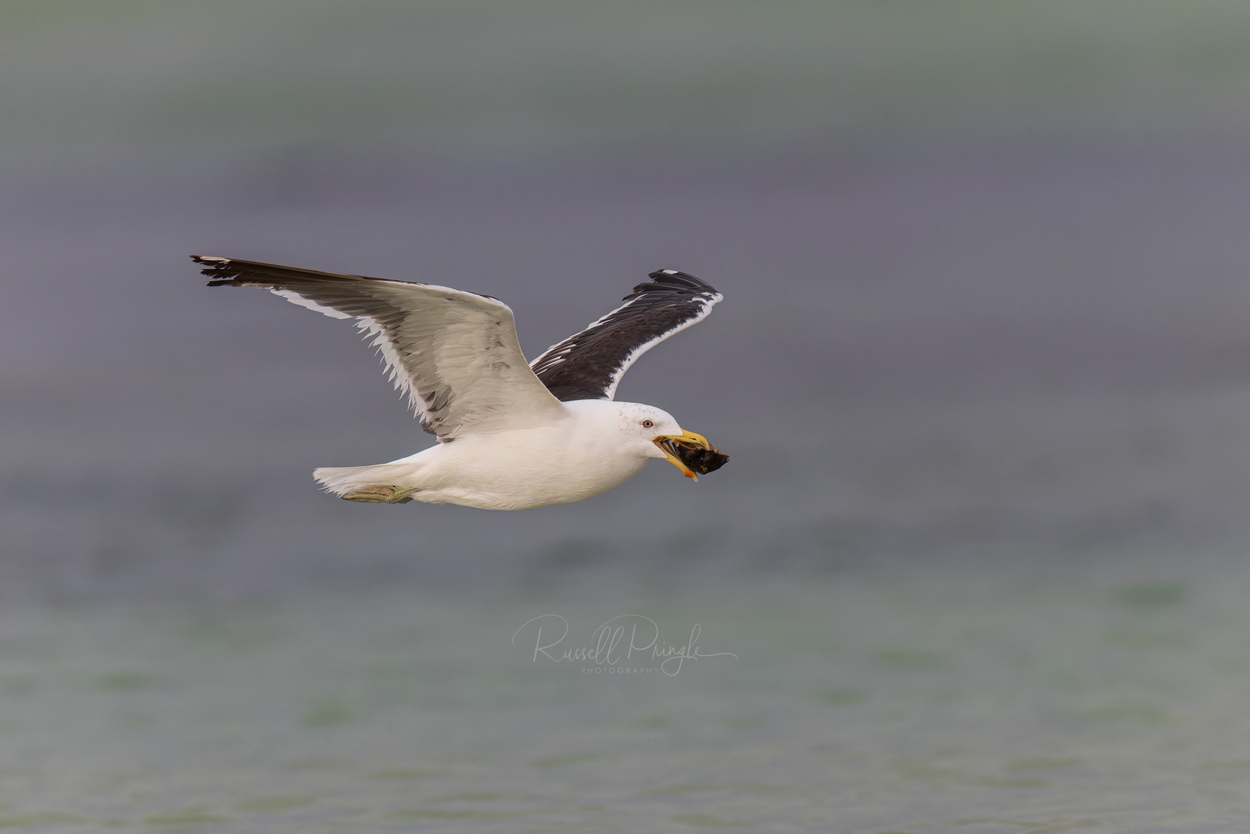 Kelp Gull