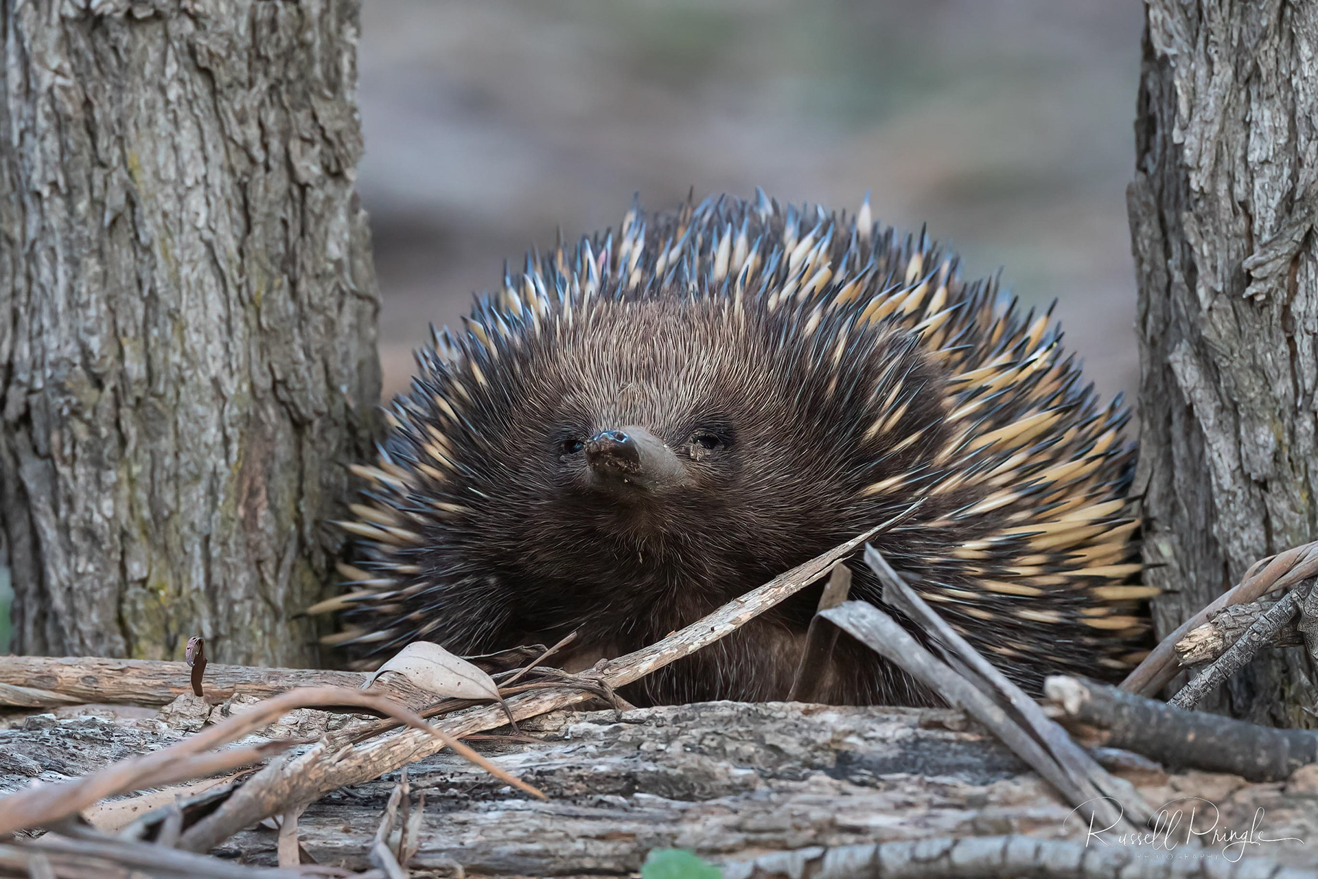 Short-beaked Echidna
