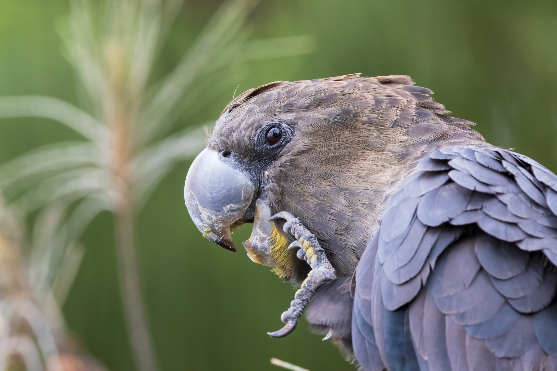 Glossy Black Cockatoo (male)