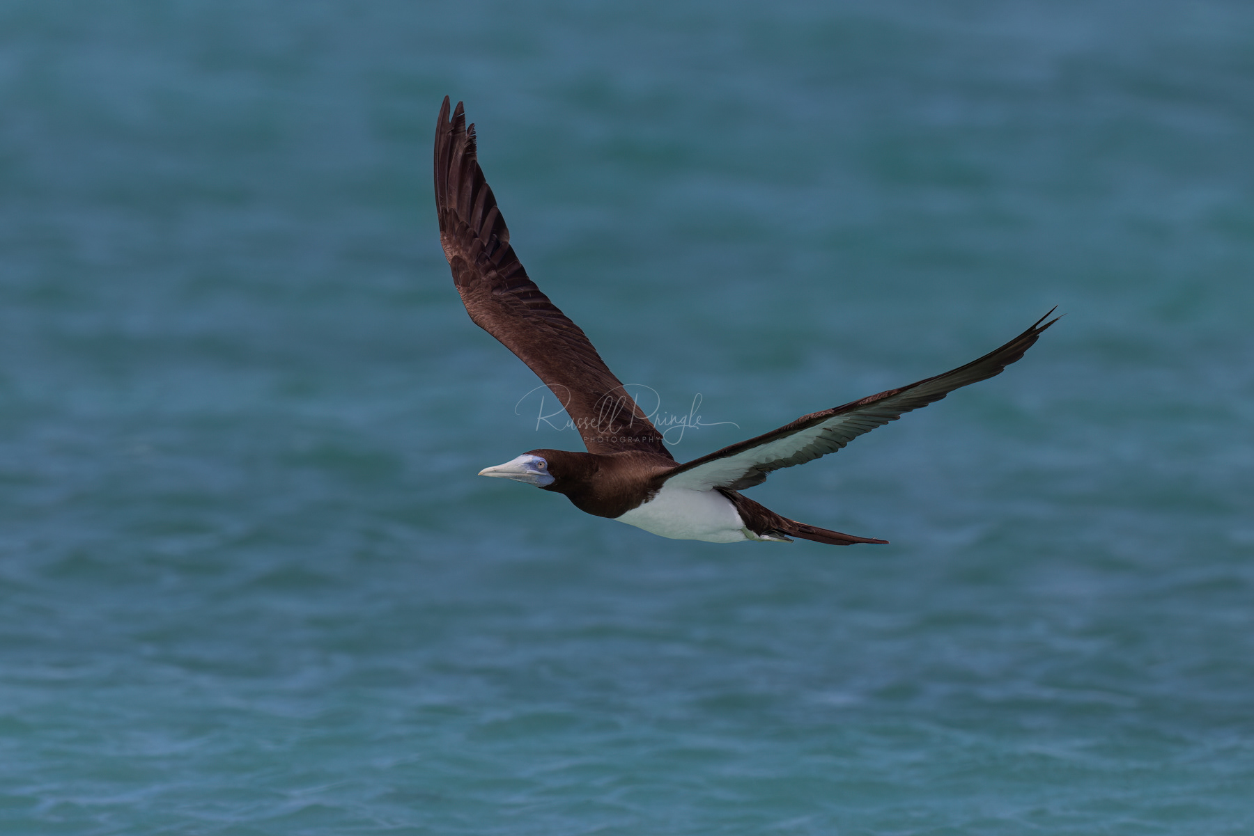 Brown Booby (male)