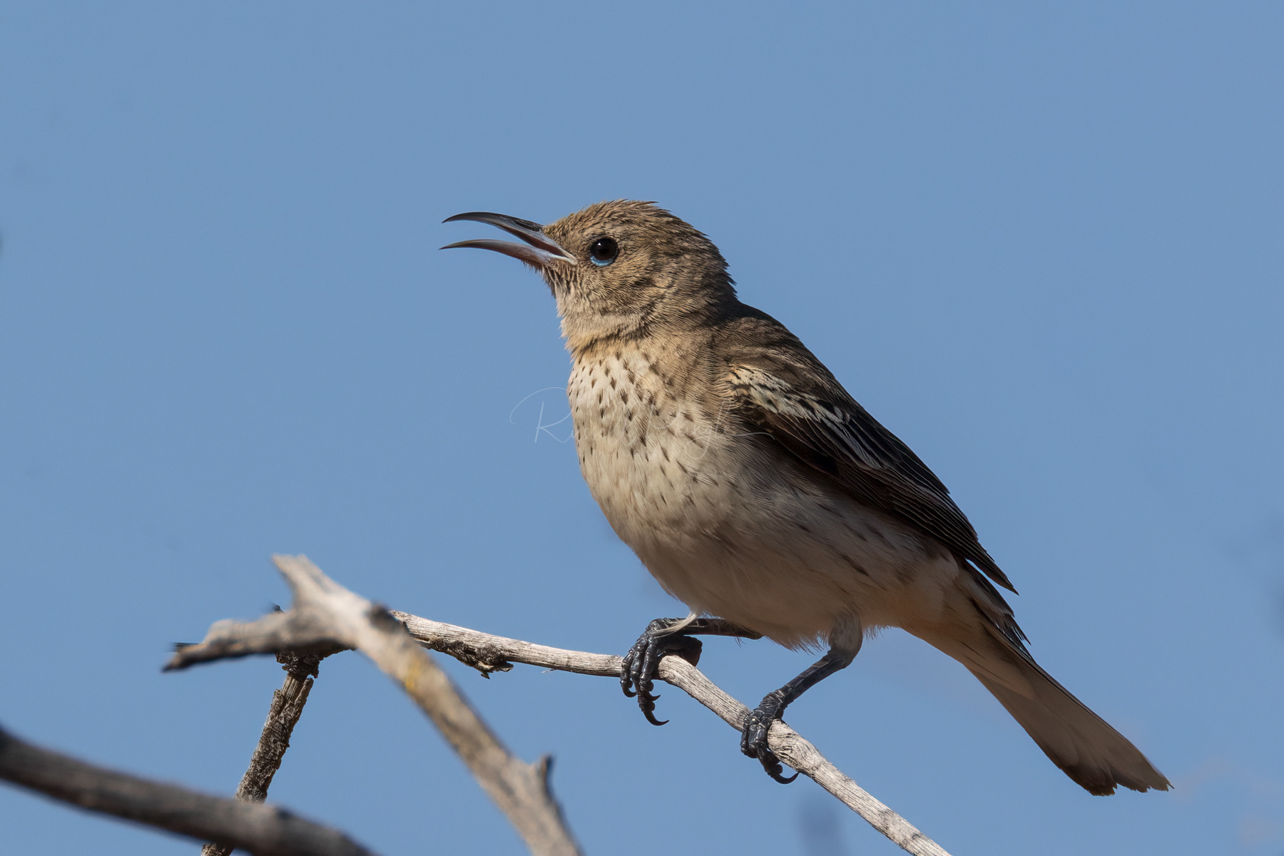 Pied Honeyeater (female)