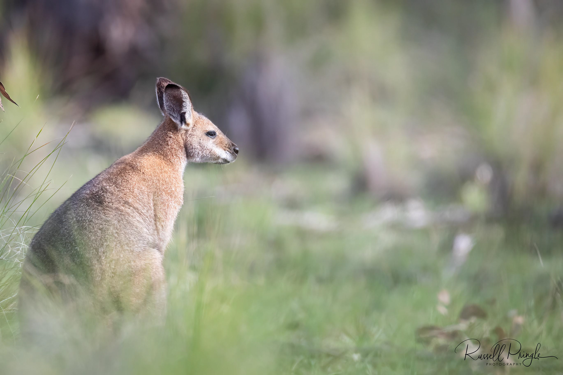 Red-necked Wallaby