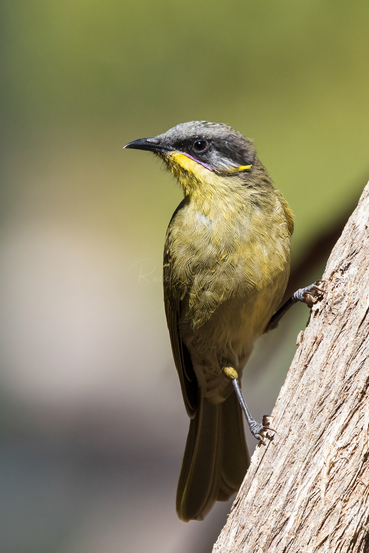 Purple-gaped Honeyeater