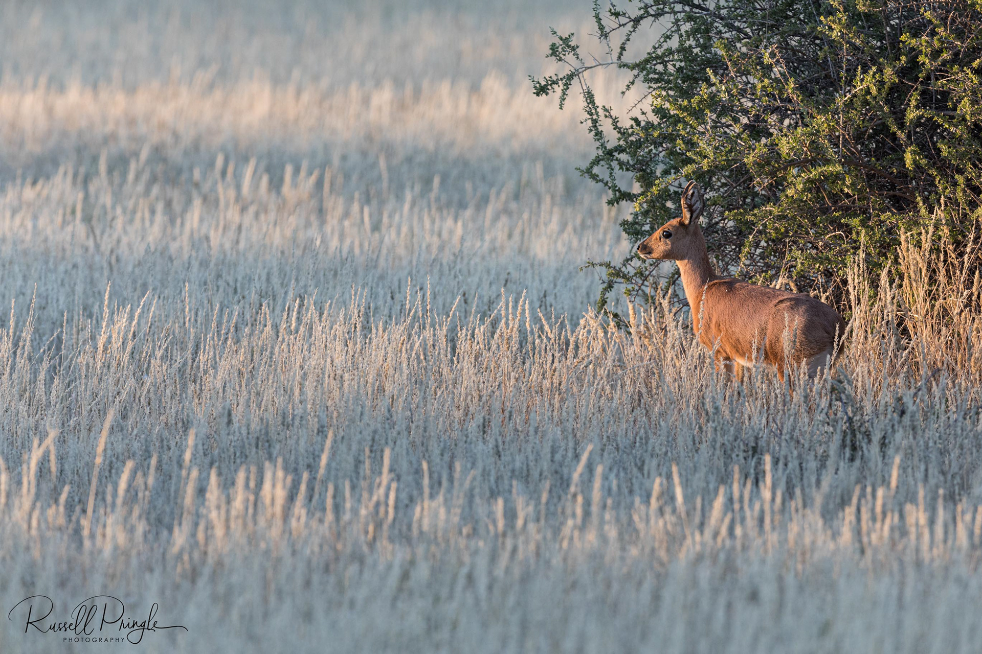 Steenbok-Tswalu