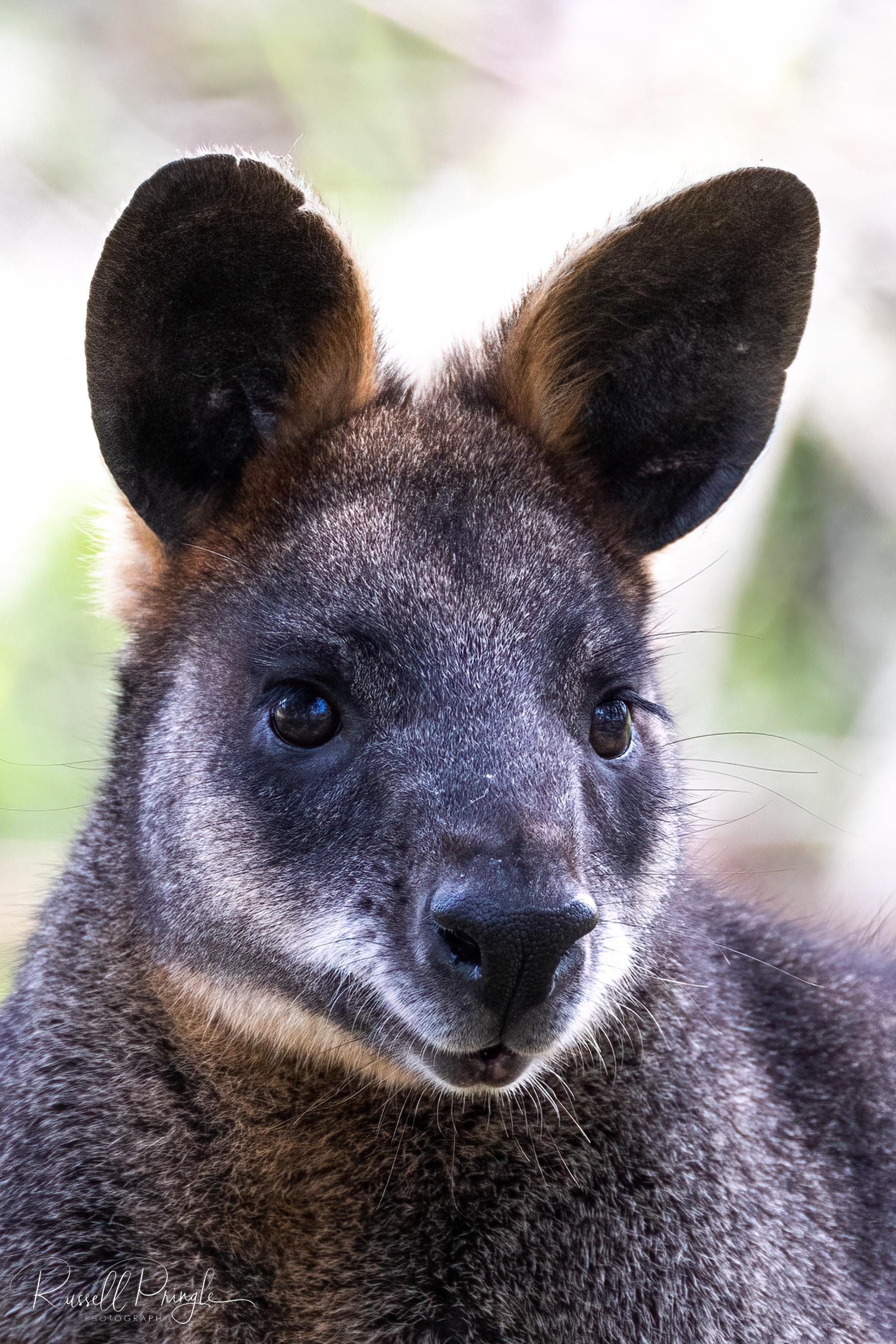 Swamp Wallaby