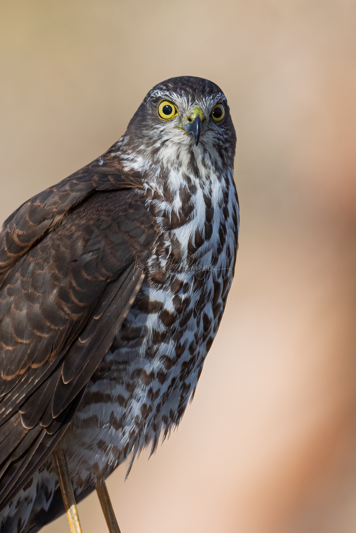 Collared Sparrowhawk (juvenile)