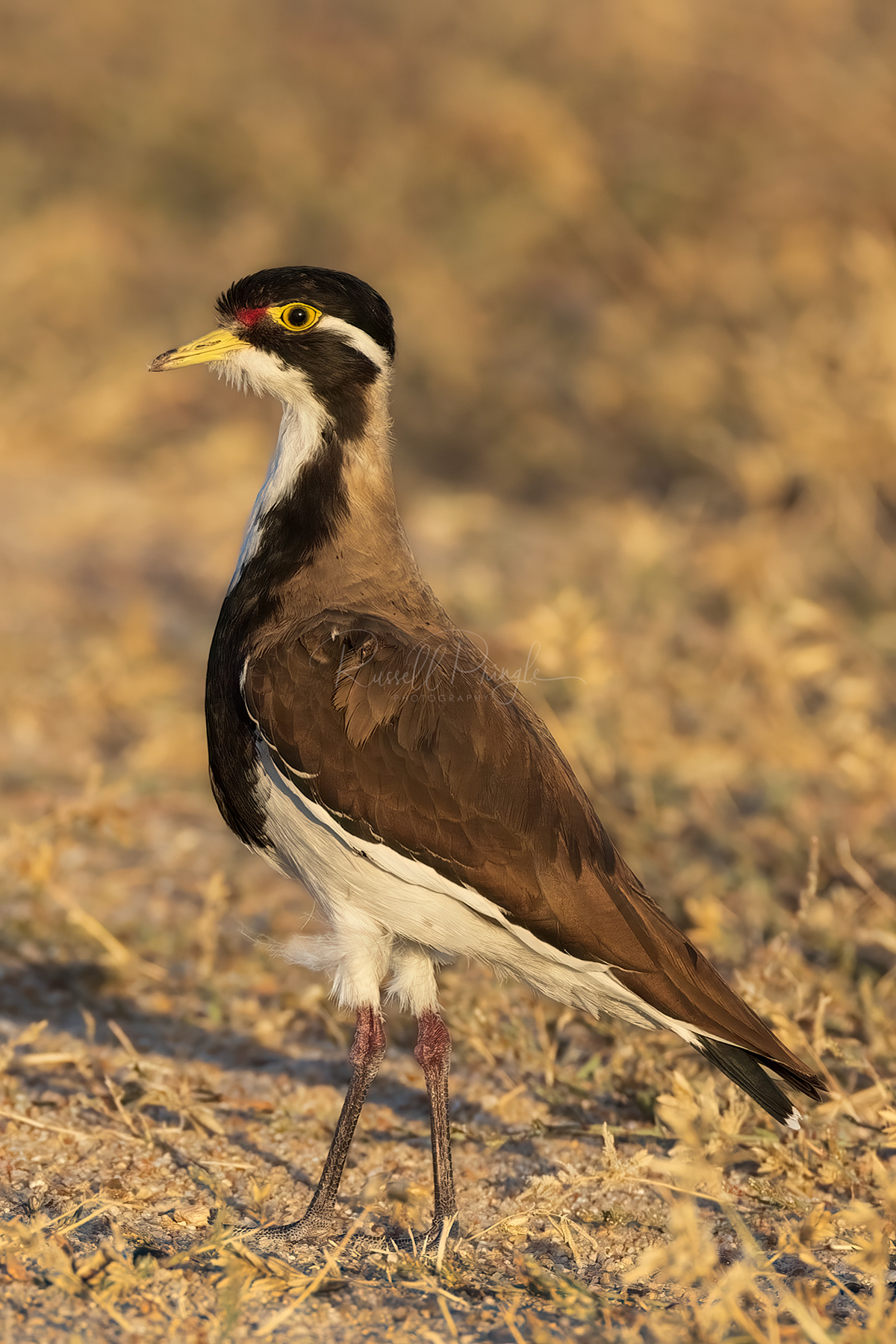 Banded Lapwing