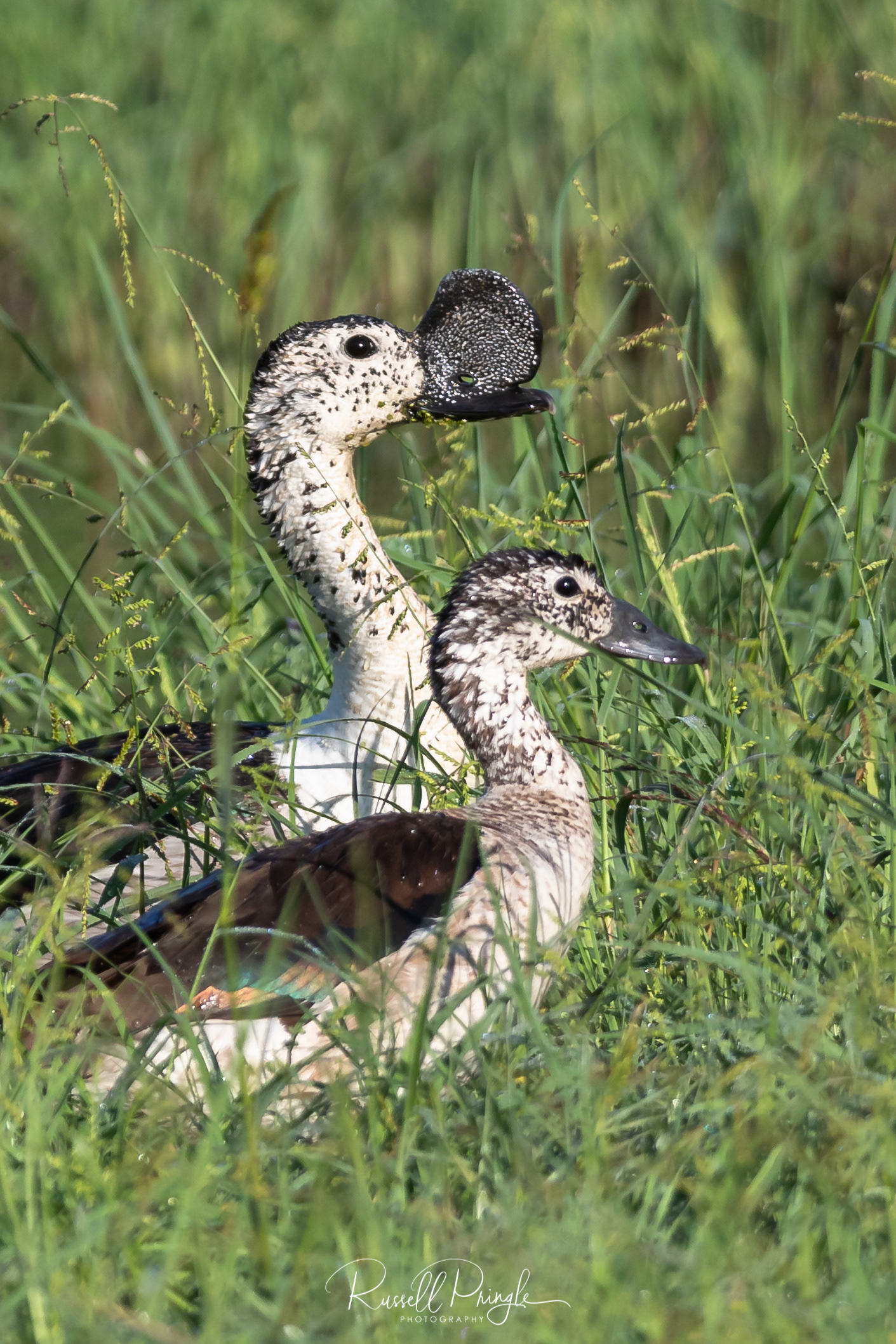 Knob-billed Ducks