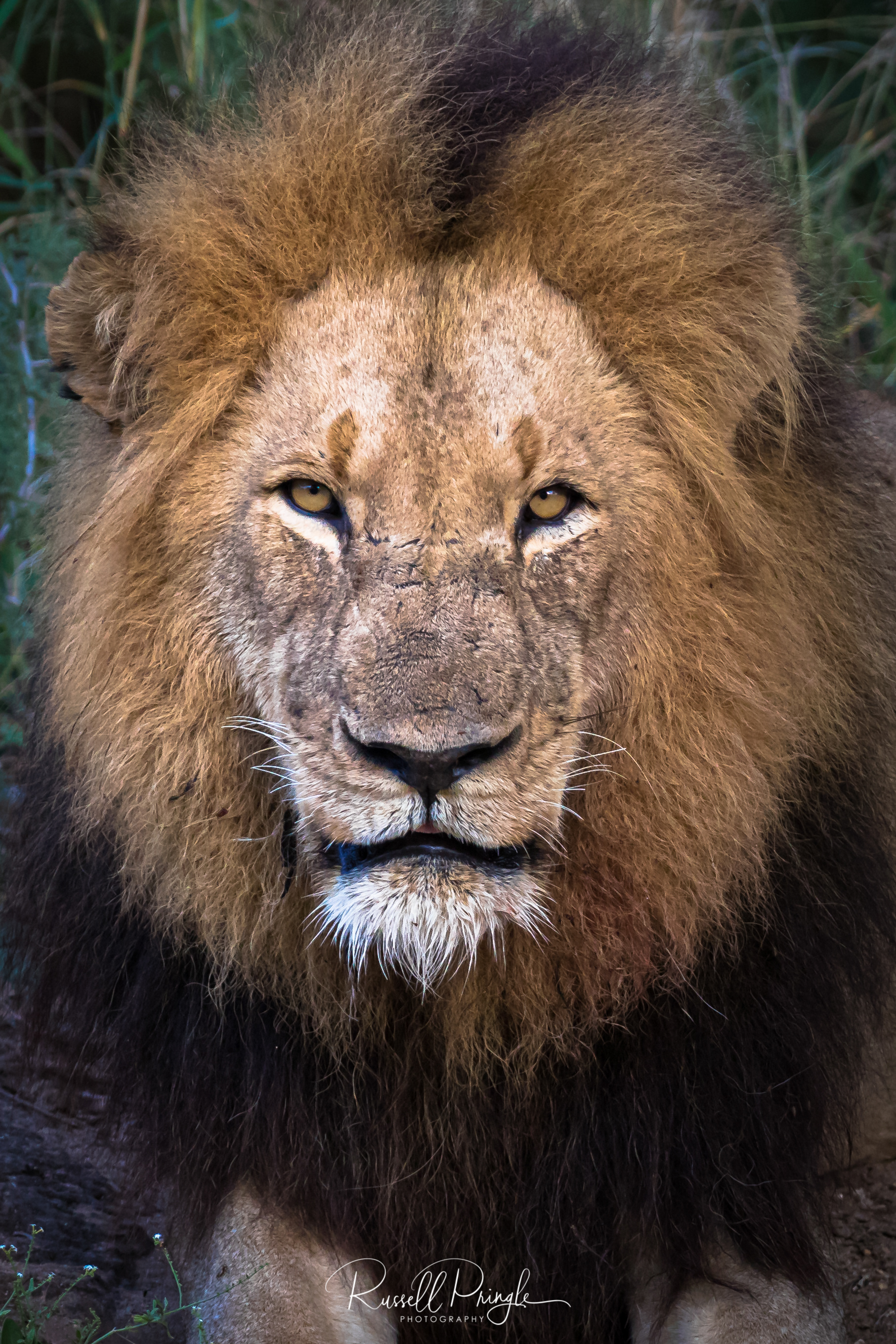 Lion-Timbavati