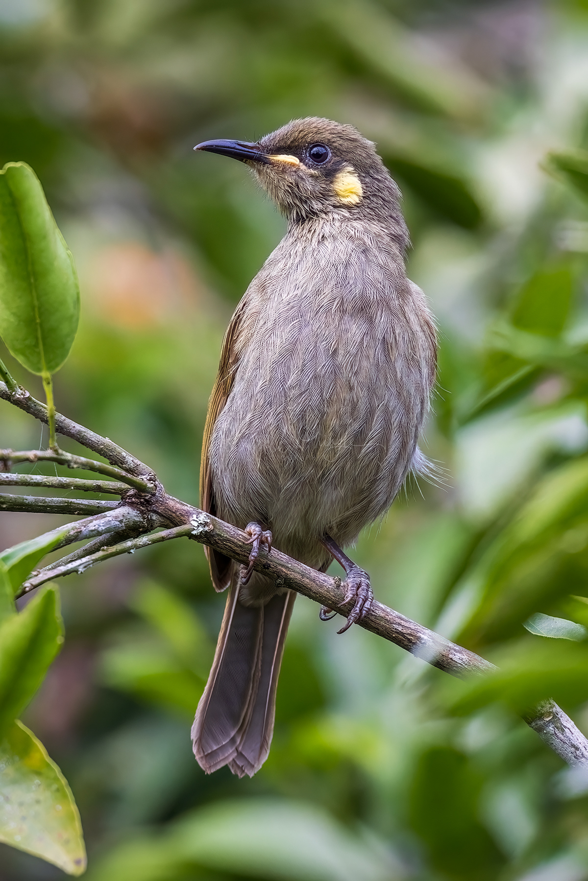 Yellow-spotted Honeyeater