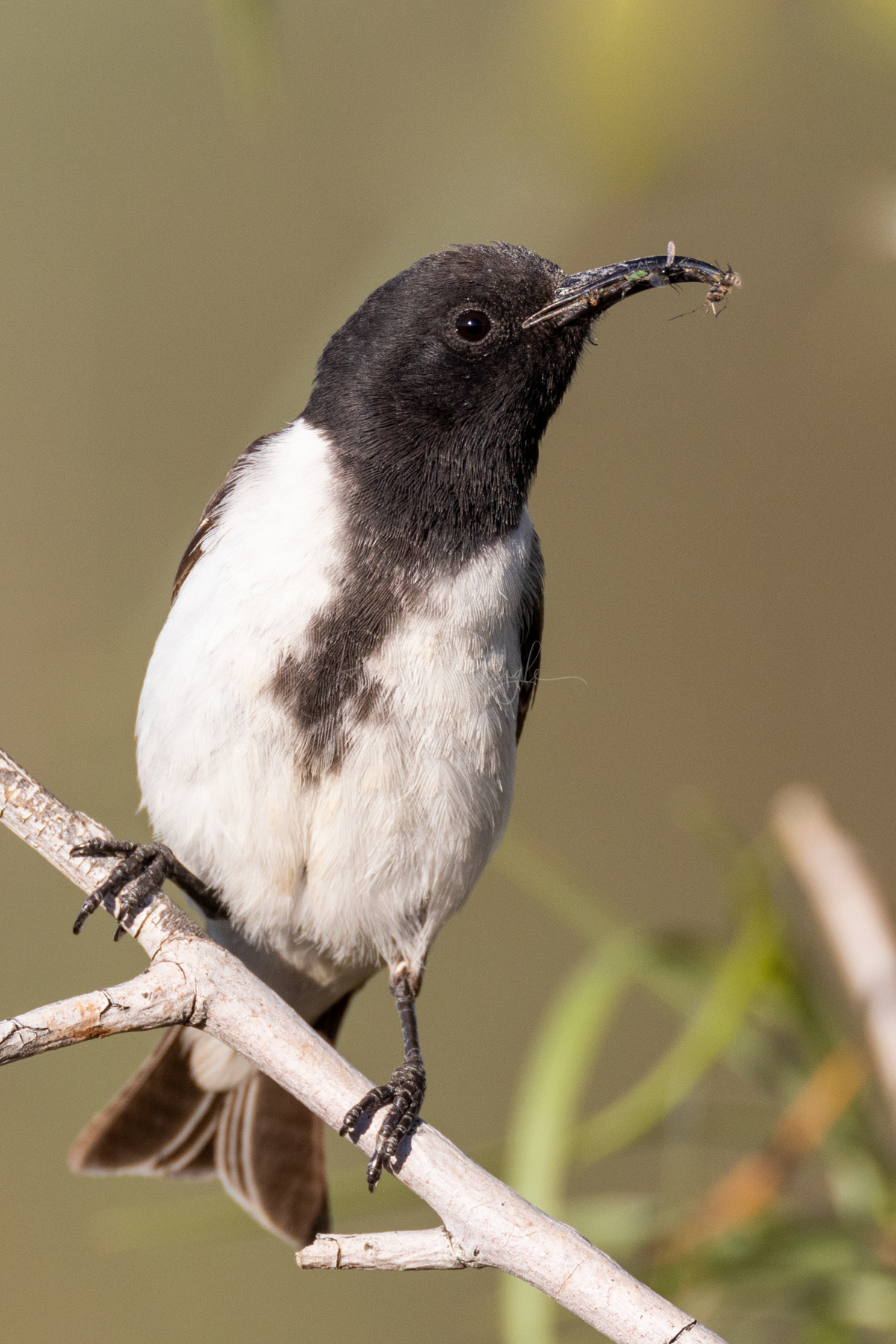 Black Honeyeater (male)