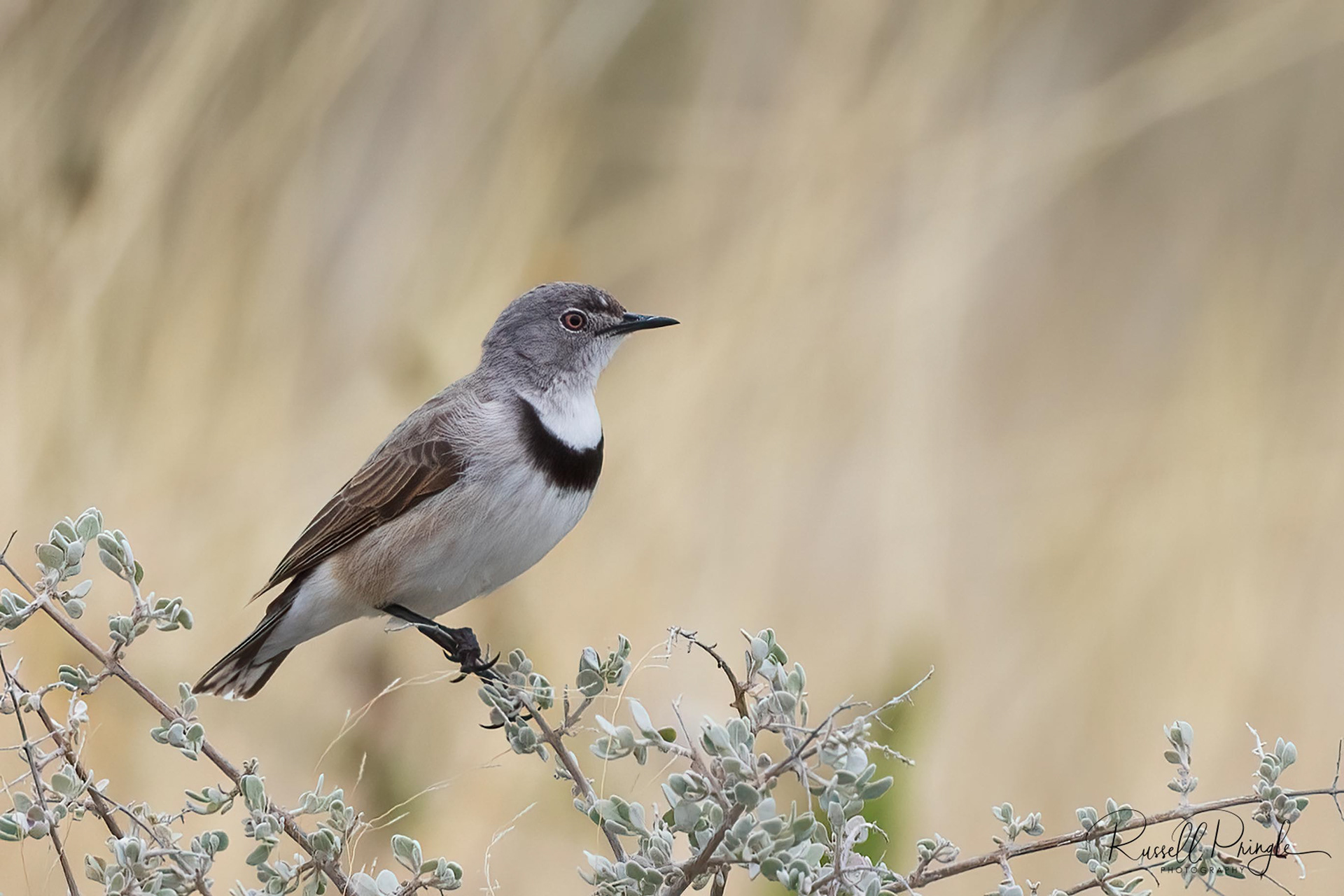White-fronted Chat (Female)