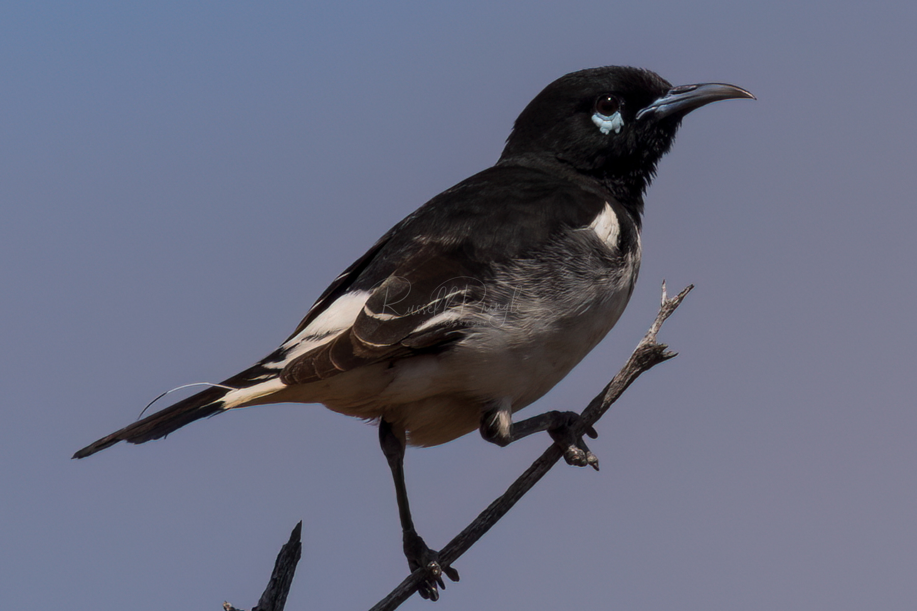 Pied Honeyeater (male)