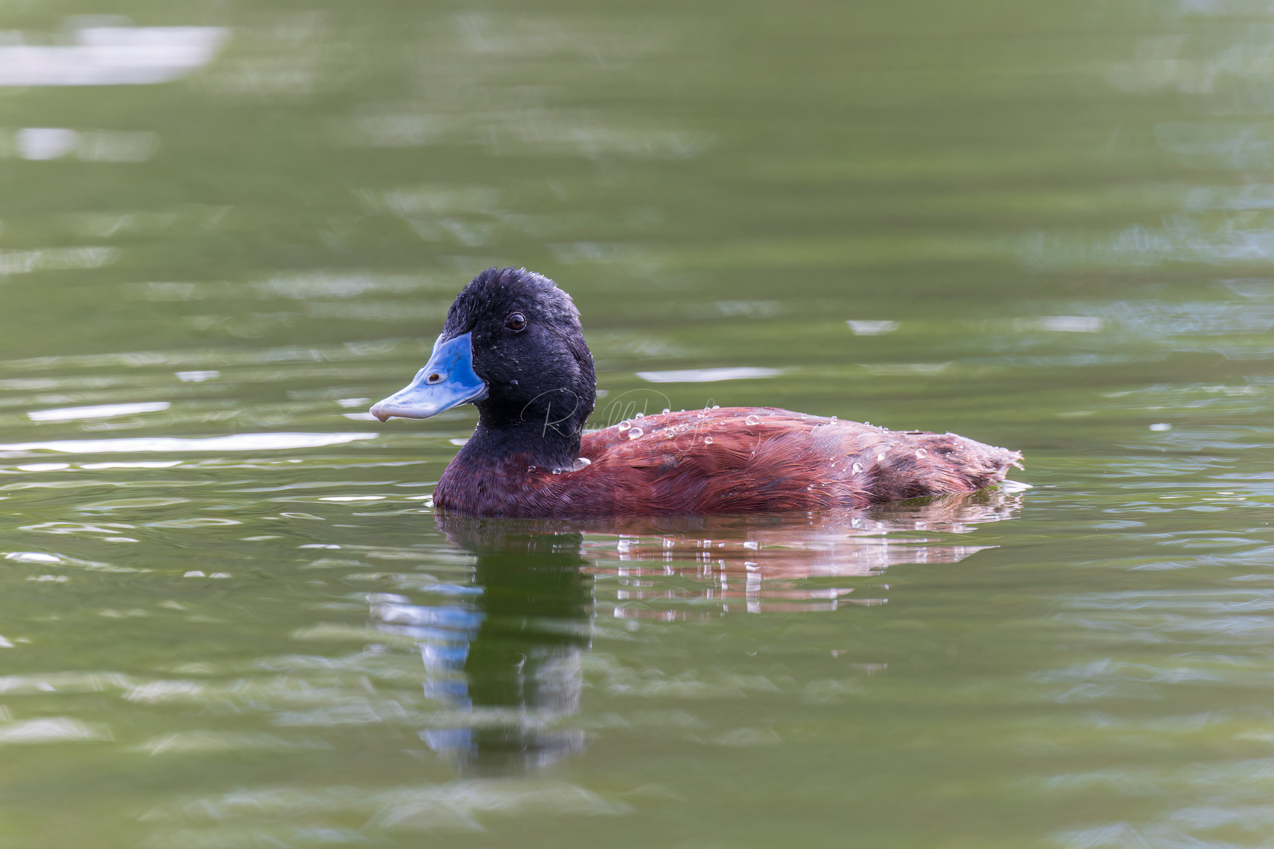 Blue-billed Duck (male)