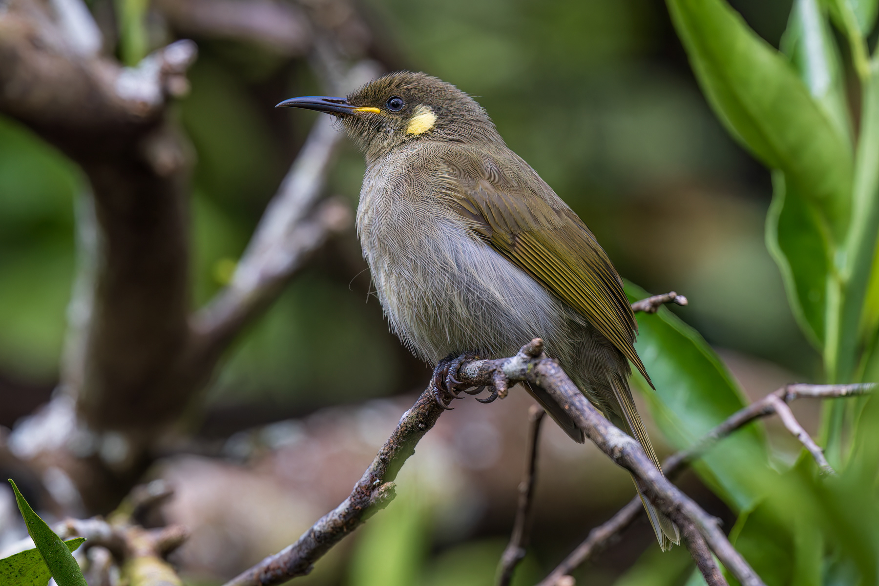 Cryptic honeyeater
