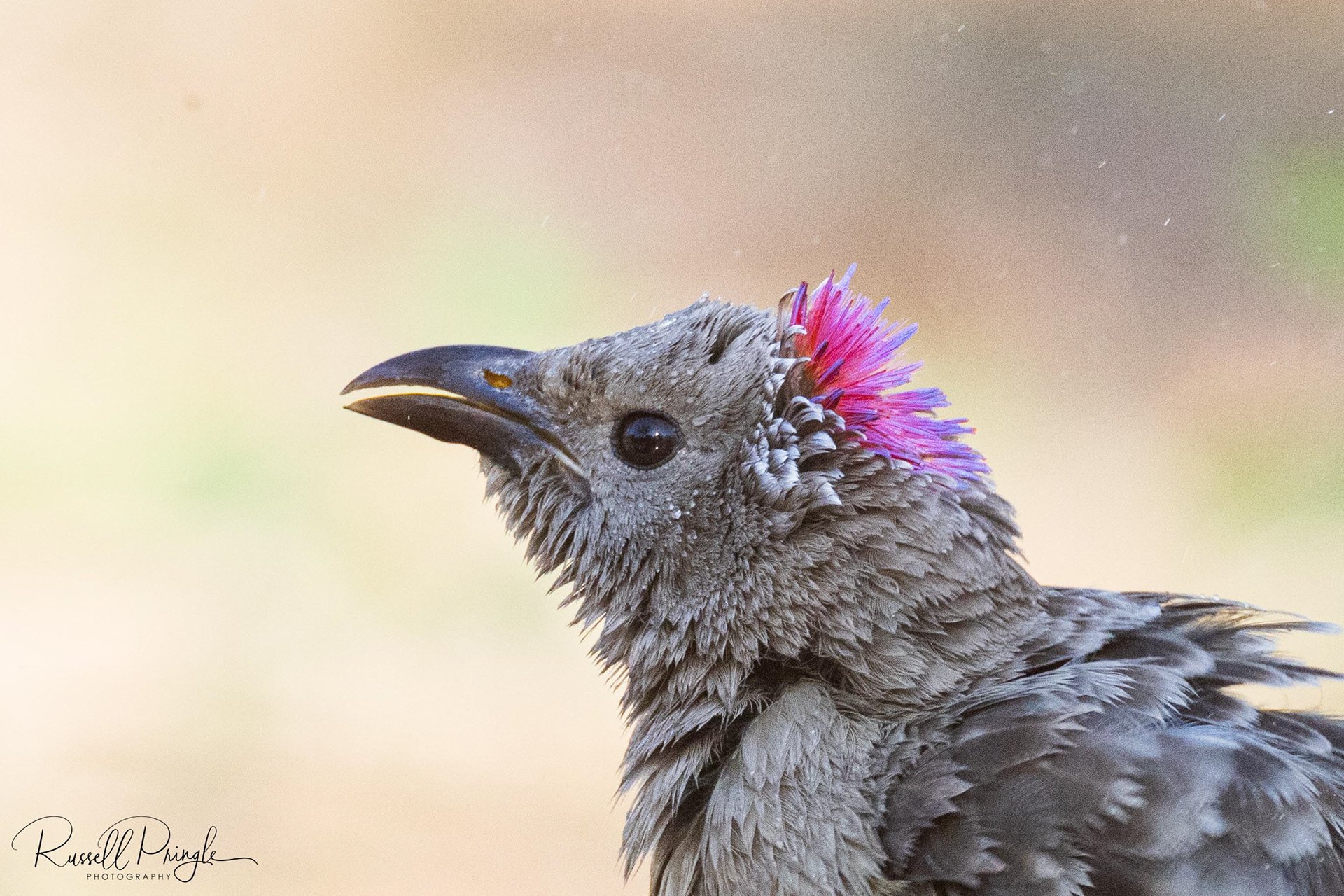 Great Bowerbird (Male)