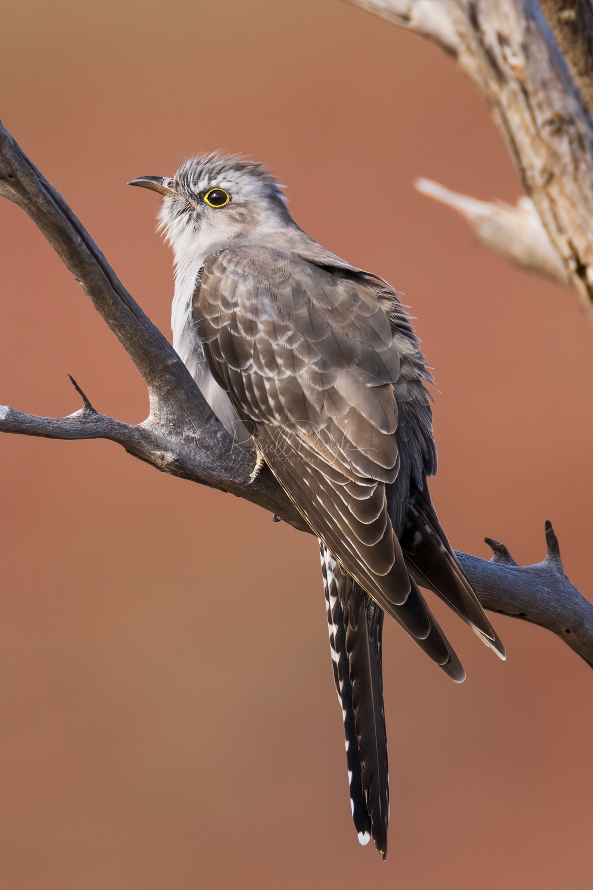 Pallid Cuckoo