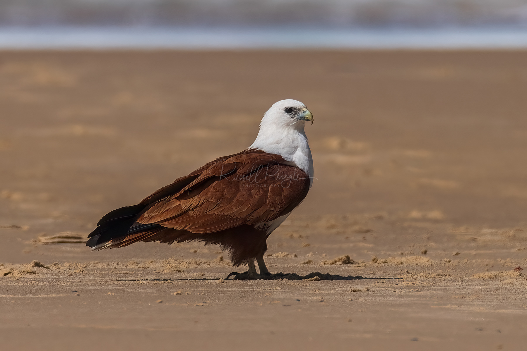 Brahminy Kite