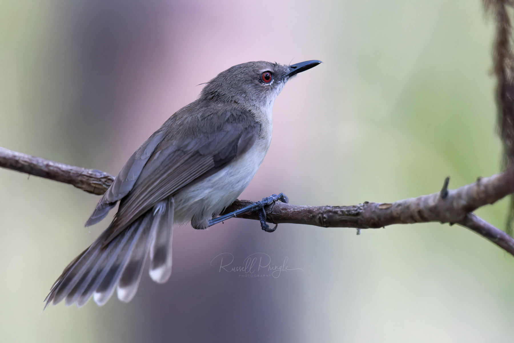 Mangrove Gerygone