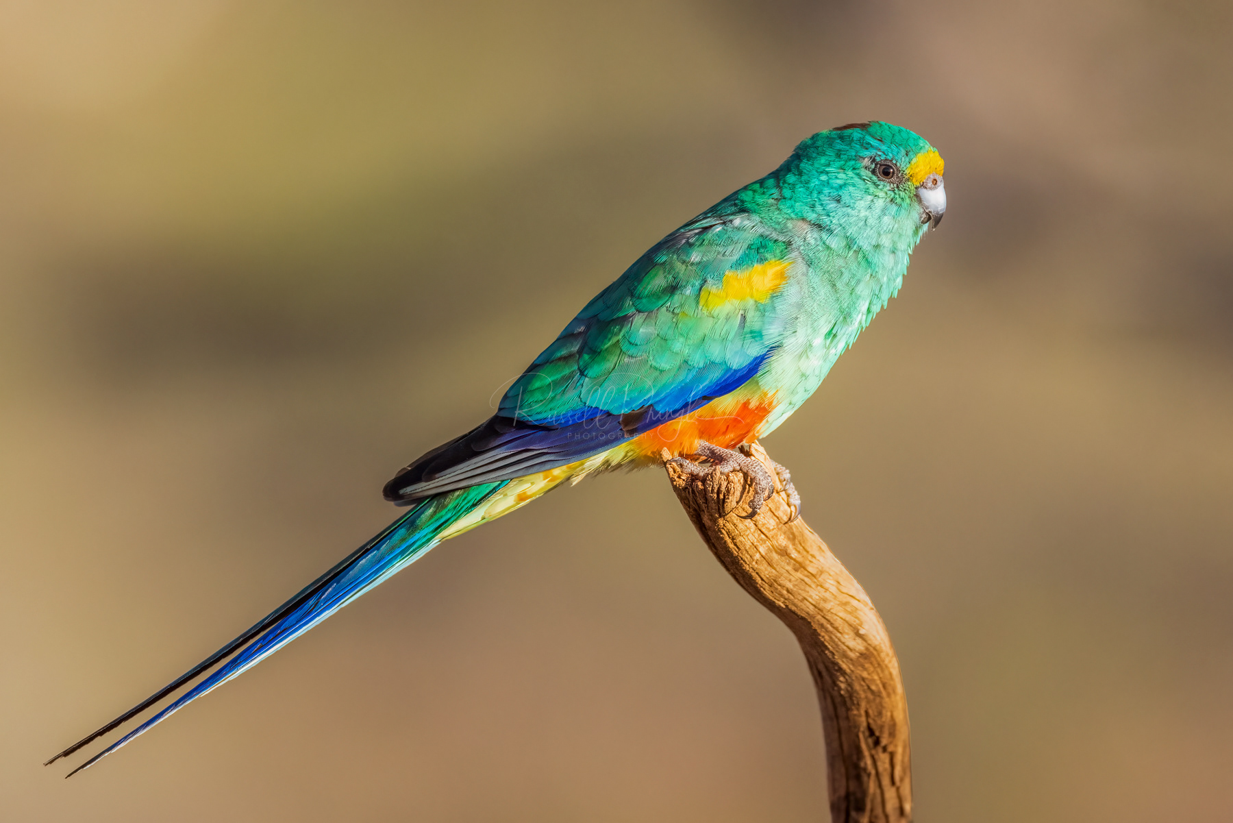 Mulga Parrot (male)