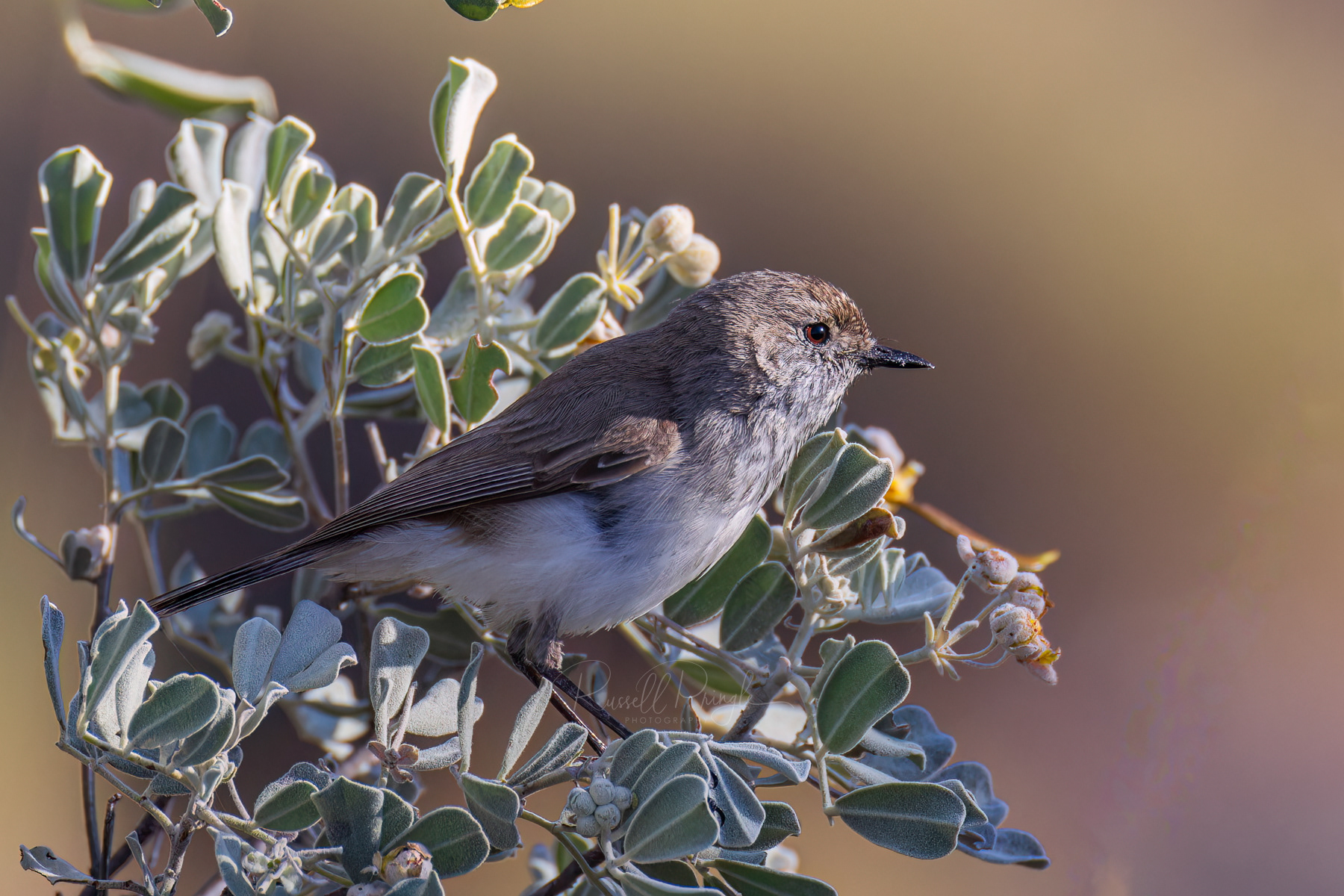 Inland Thornbill