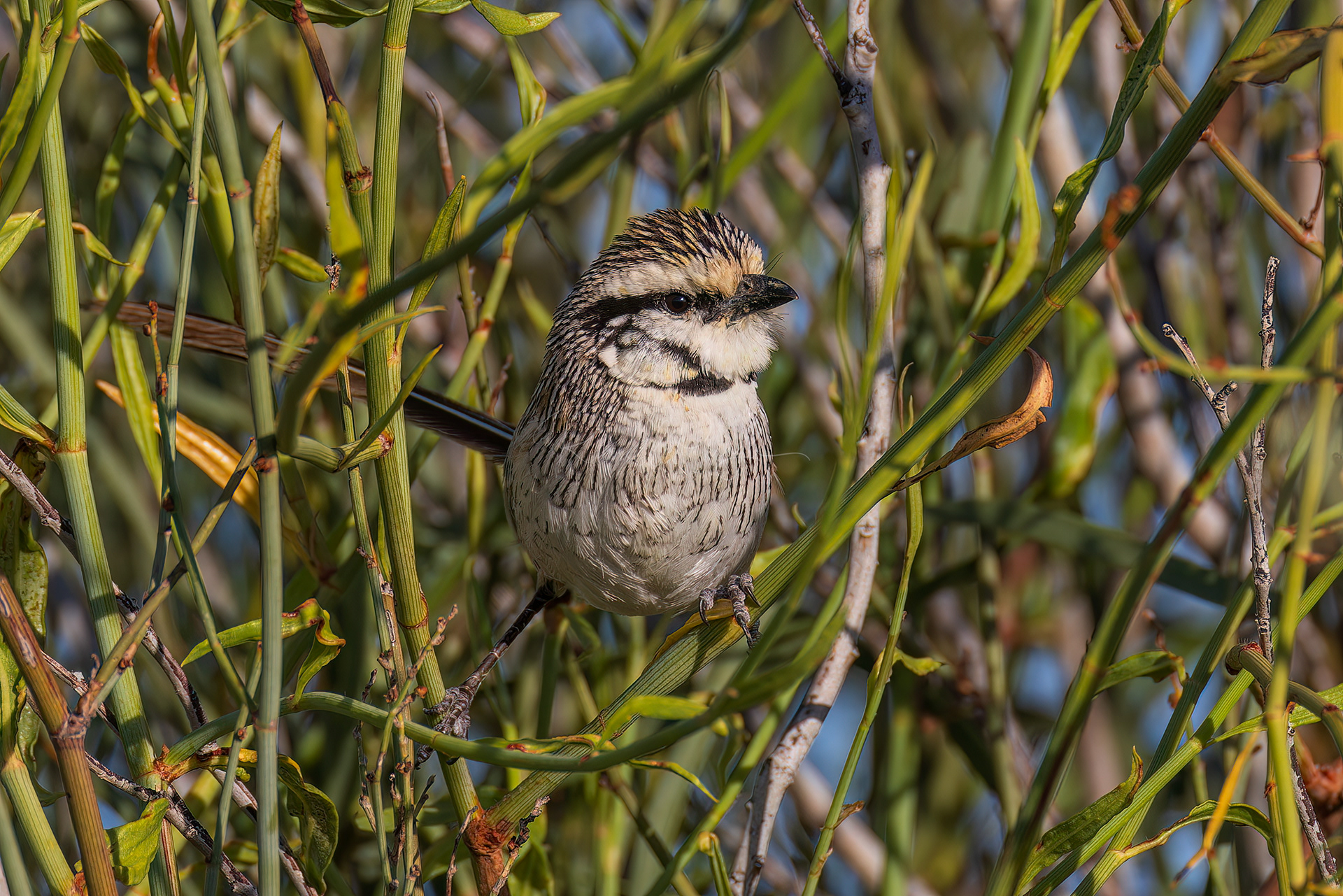 Grey Grasswren
