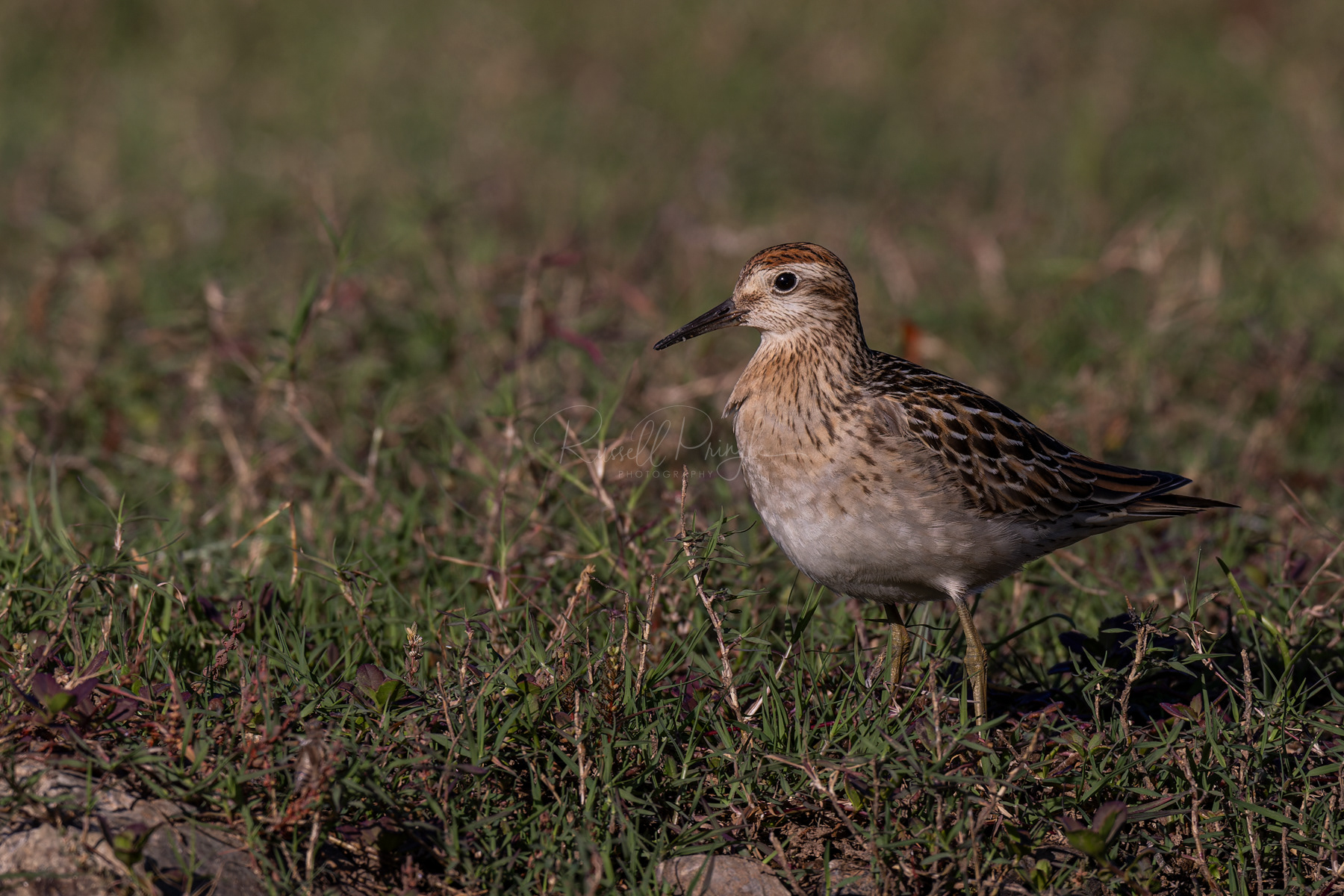 Sharp-tailed Sandpiper