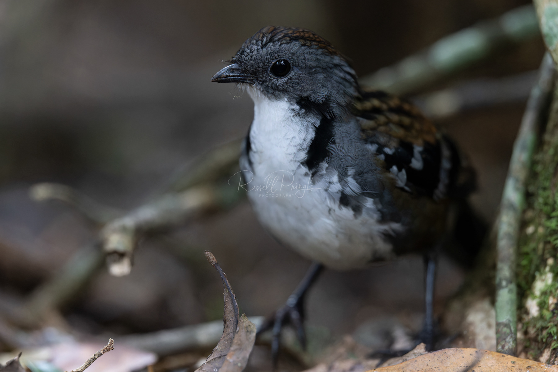 Australian Logrunner (male)