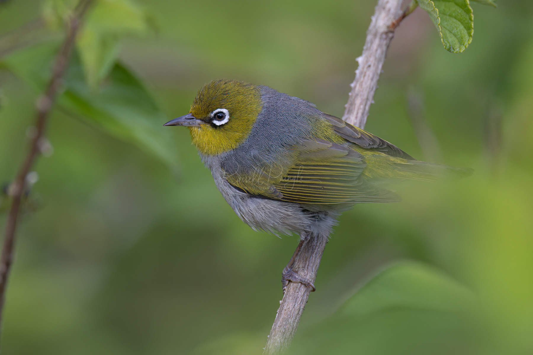 Silvereye