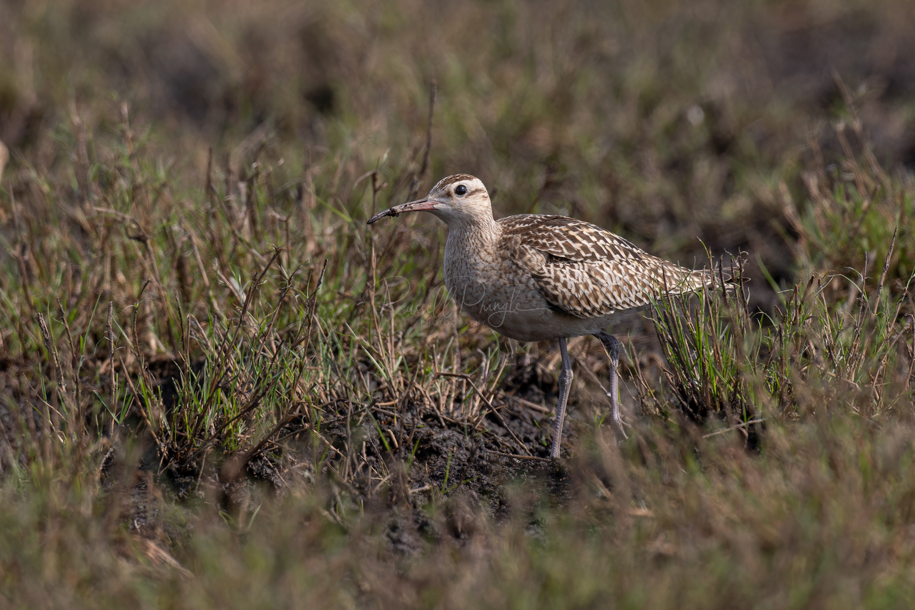 Little Curlew